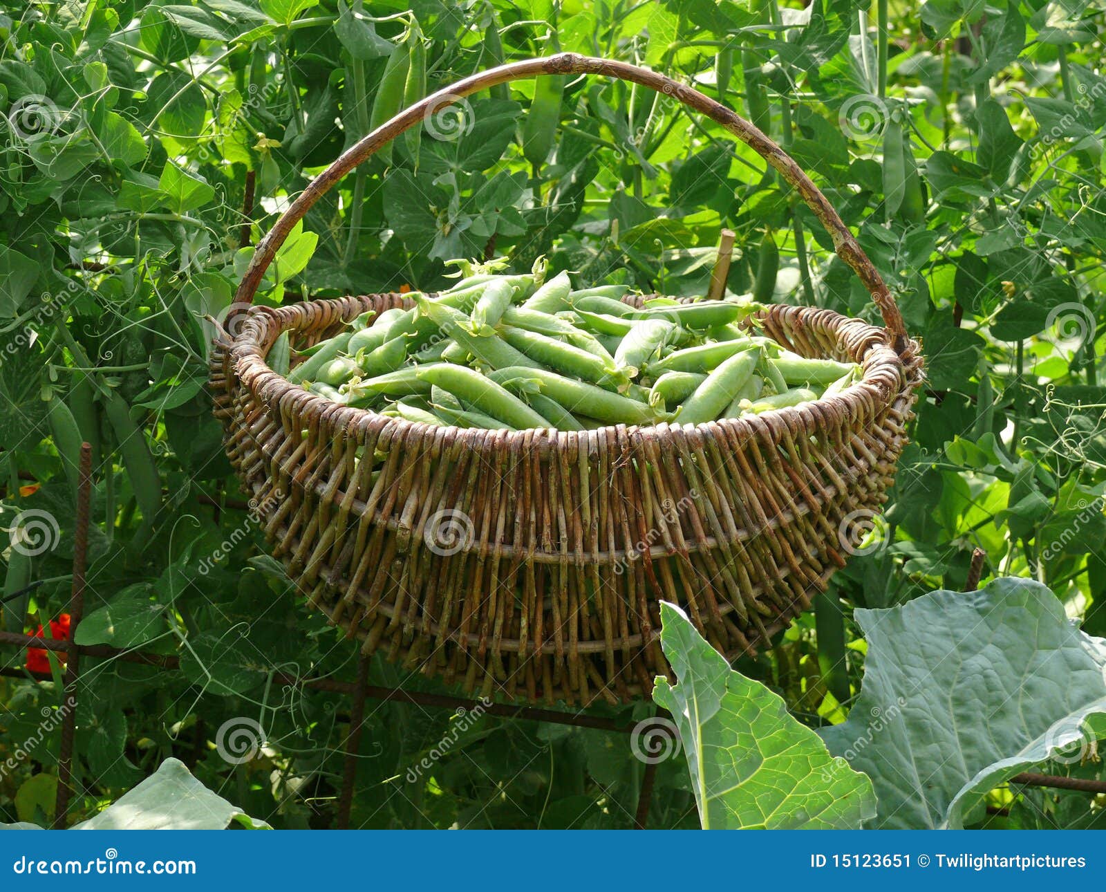 Peas harvest stock image. Image of harvest, organic, erbsenbeet 15123651