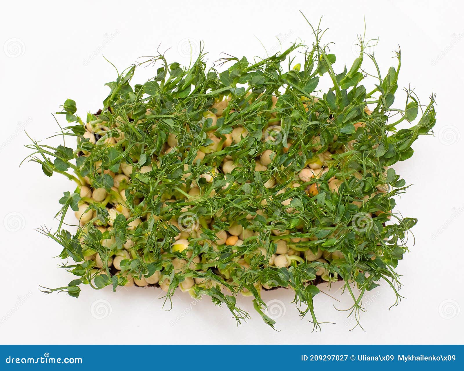 peas, micro greens, citi - farms, vertical farms. view from above on a white background