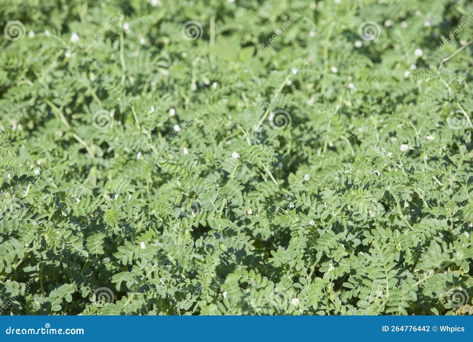 peas plantation in alagon valley. aceituna, spain