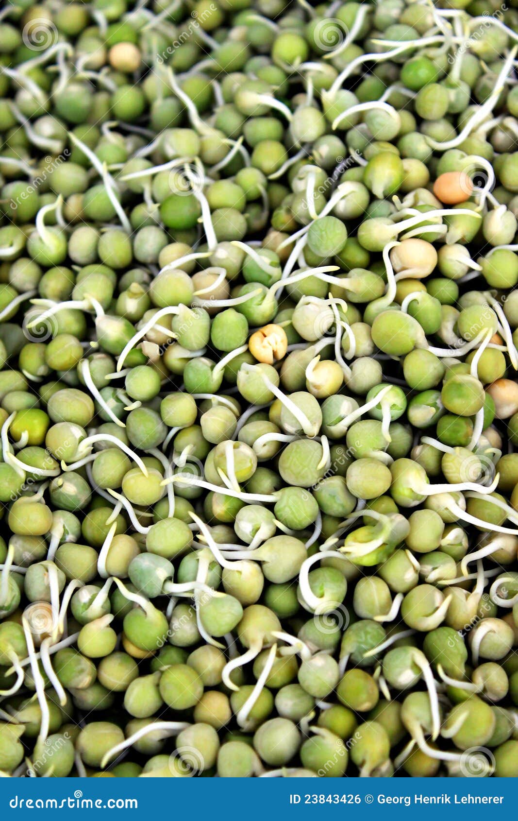 Peas Sprouts stock photo. Image of plant, crop, natural 23843426
