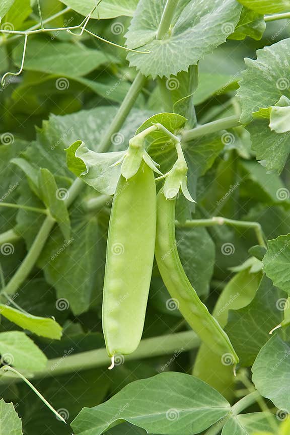 Peas on the vine stock photo. Image of nutrition, veggies 15232656