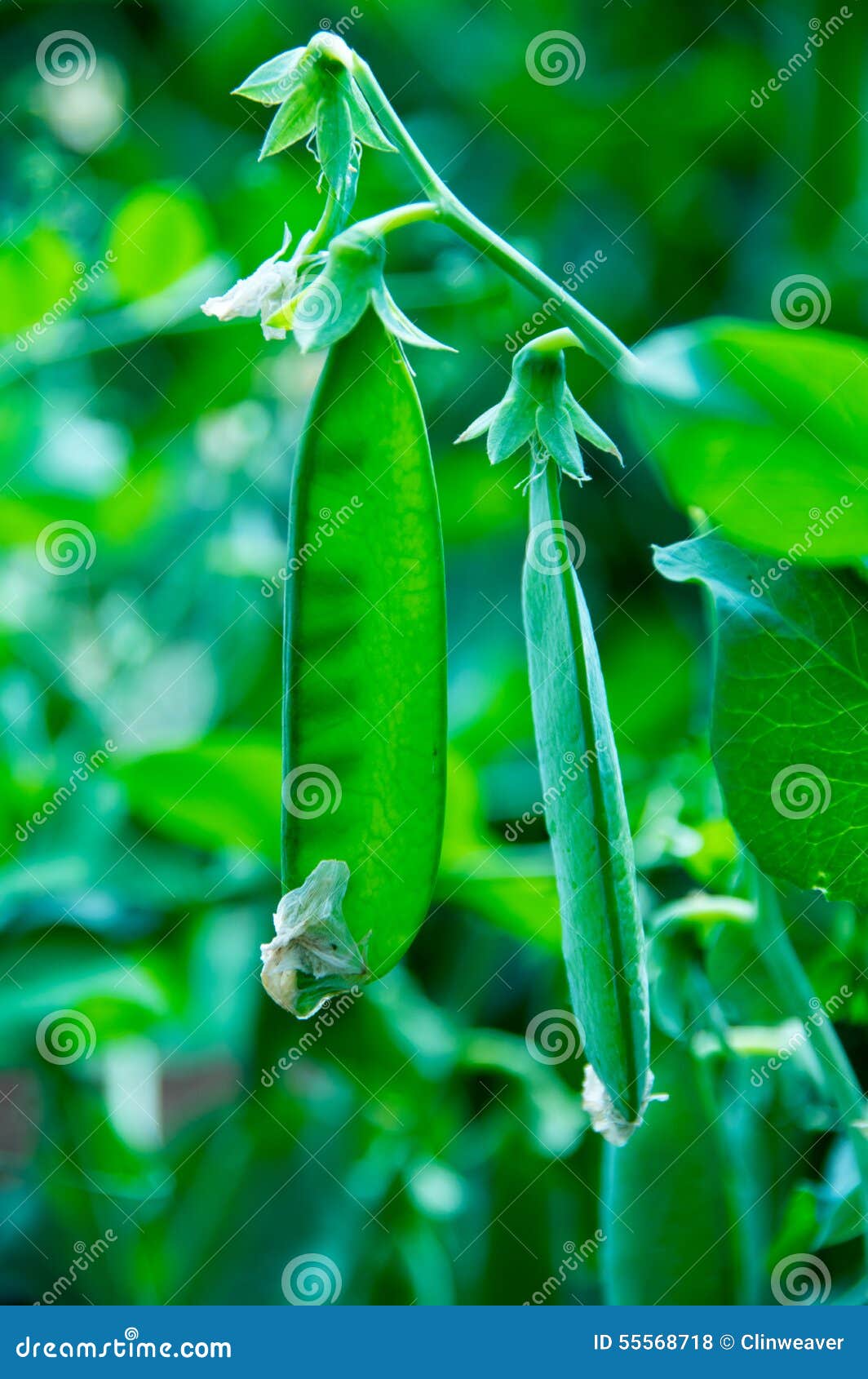 Peas on Vine stock photo. Image of plant, sugar, natural 55568718