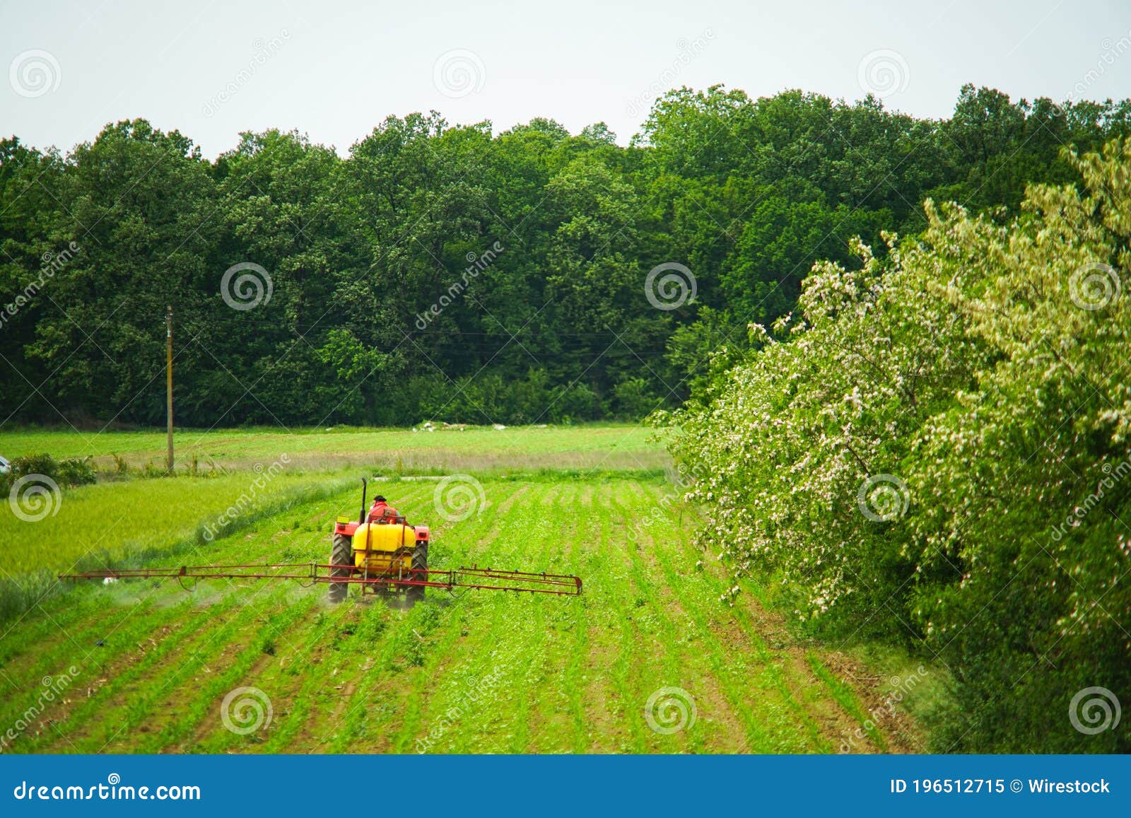 a peasant with a tractor, working a cornfield crop