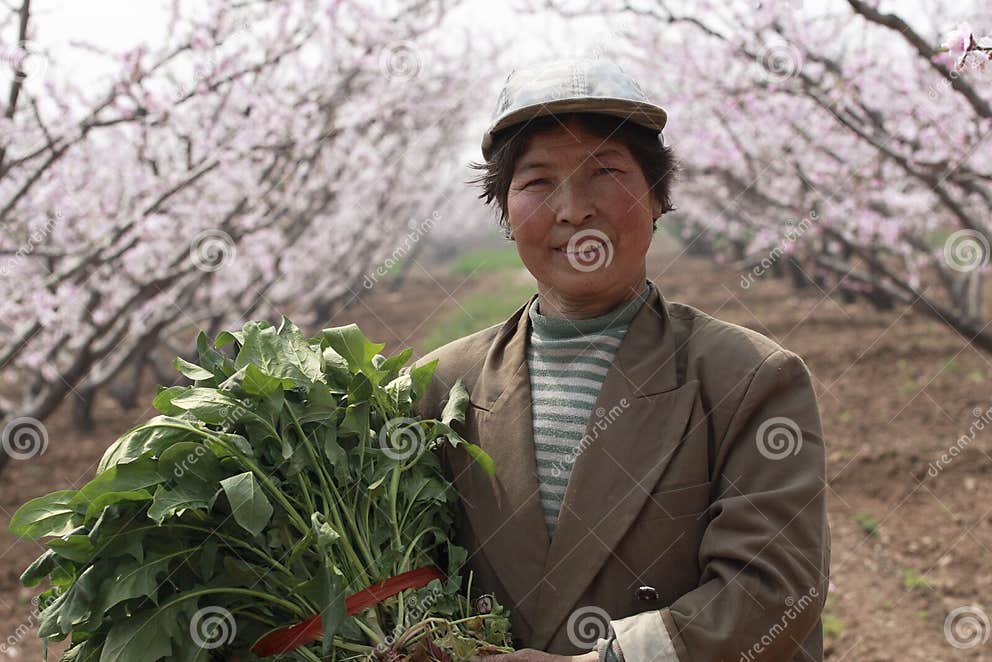 The peasants of China. stock photo. Image of traditional 4920078