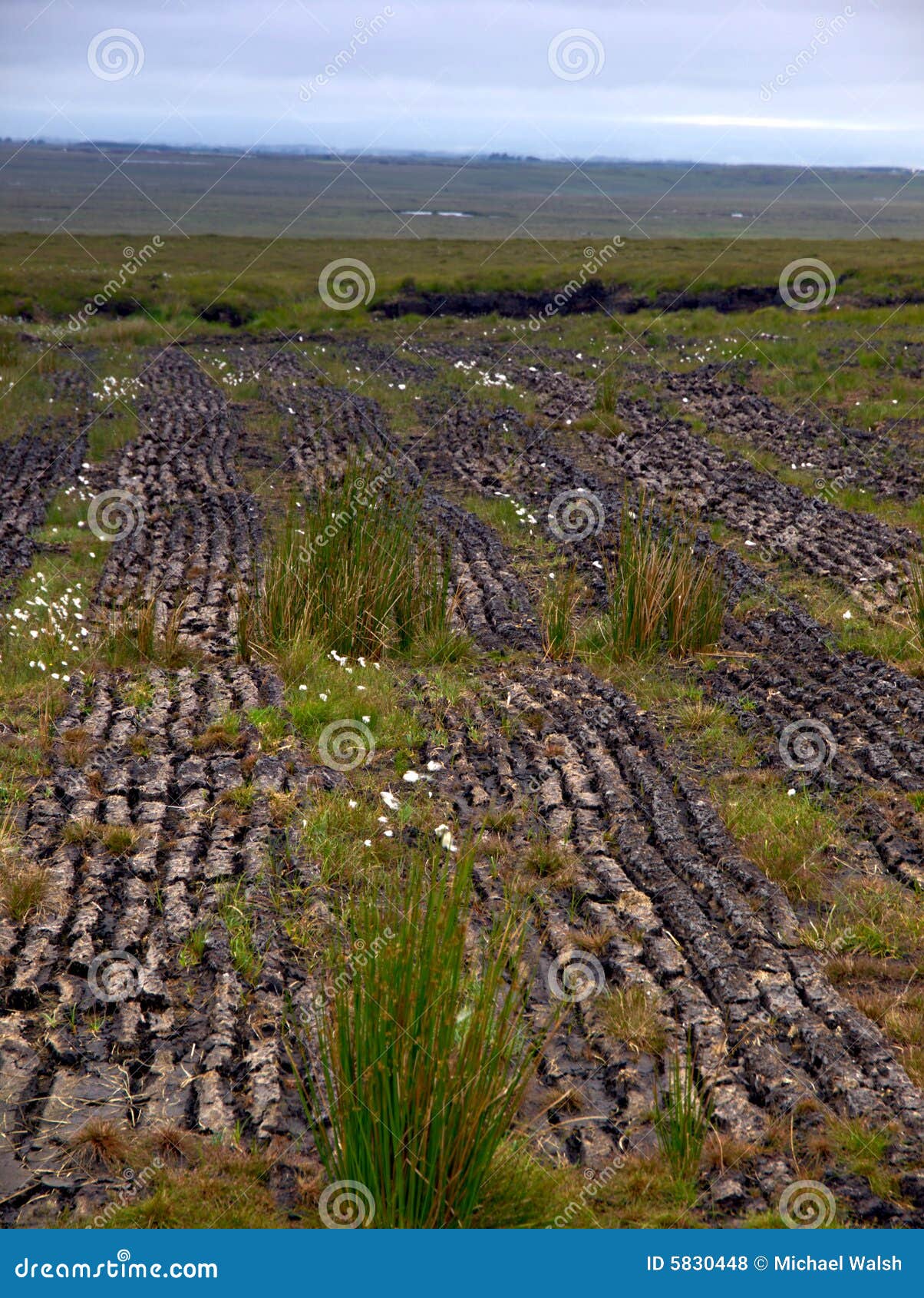 Peat Harvesting stock photo. Image of landscape, field 5830448