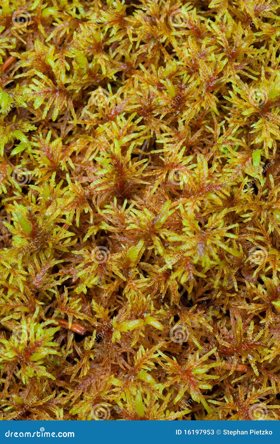 peat moss (sphagnum)
