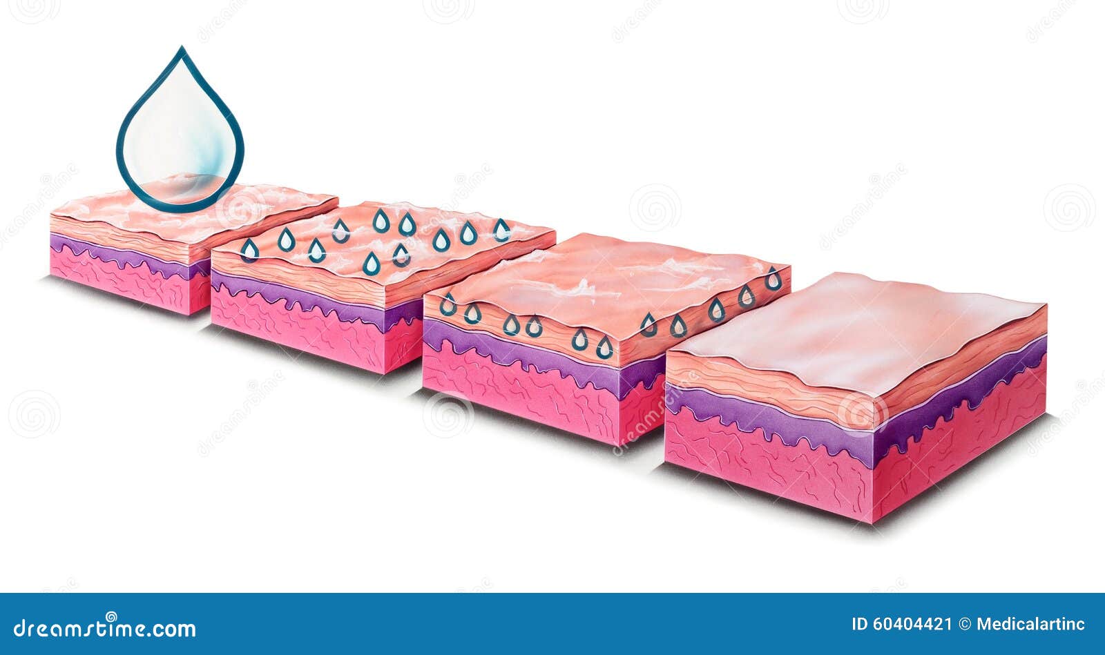 Peau Hydrater L'absorption De Lotion Illustration Stock Illustration du peau, lotion 60404421