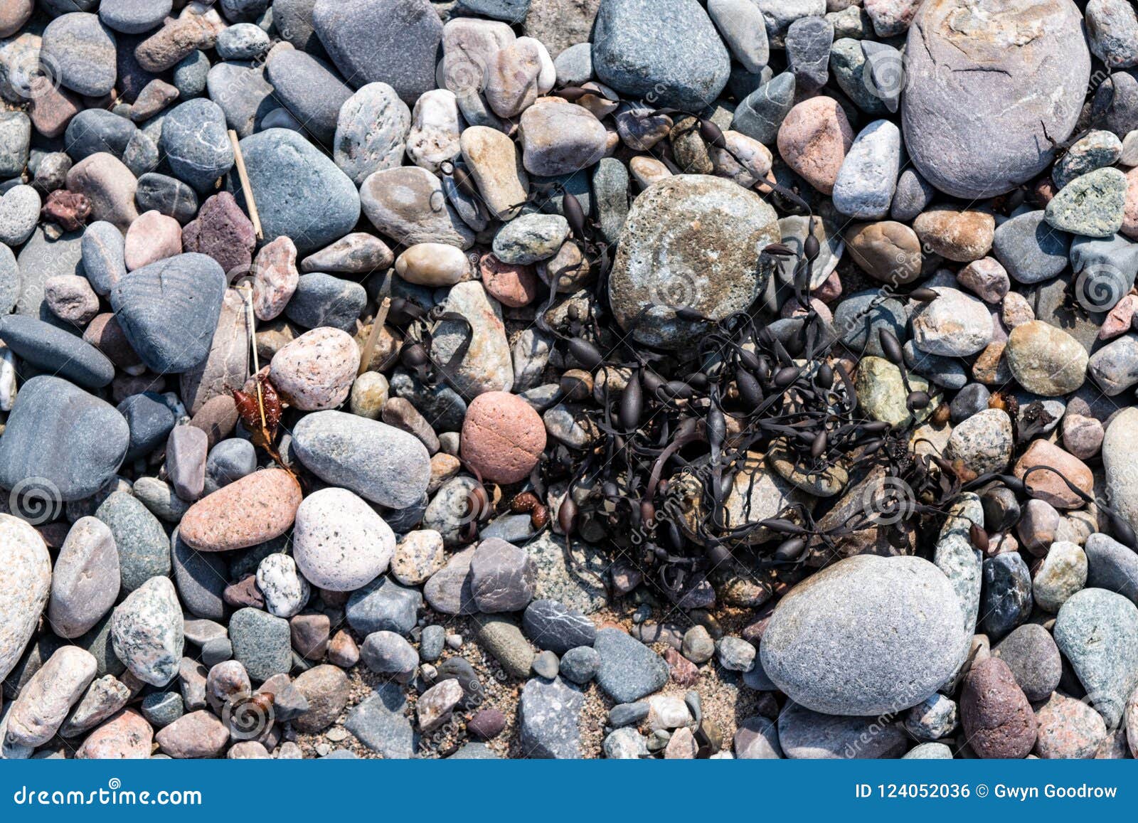 pebbles, stones, rocks and seaweed on beach