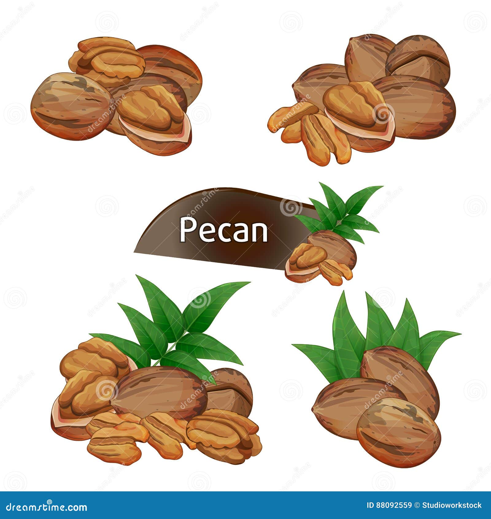 Pecan Kernel in Nutshell with Leaves Set Stock Vector - Illustration of