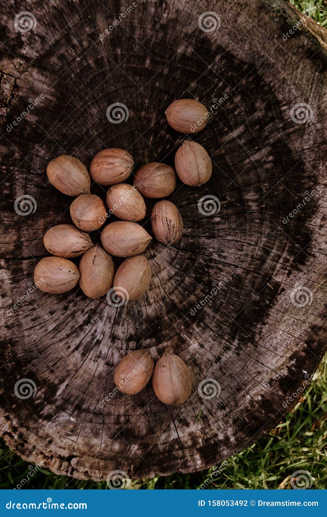 Pecan Nut on Wooden Log stock photo. Image of natural 158053492