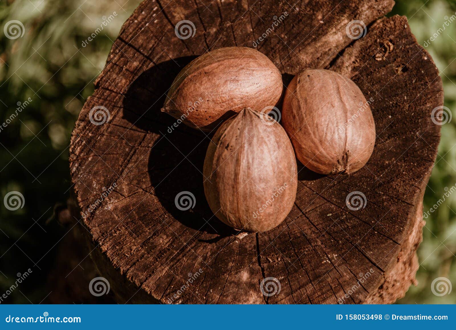 Pecan Nut on Wooden Log stock photo. Image of shadow 158053498