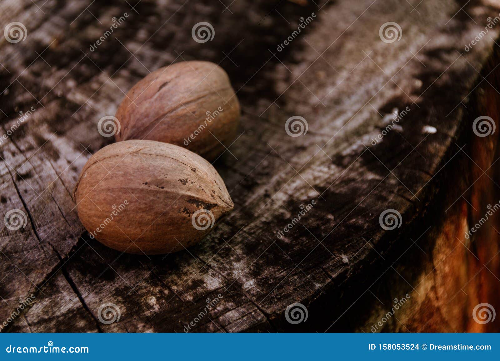 Pecan Nut on Wooden Log stock photo. Image of wooden 158053524