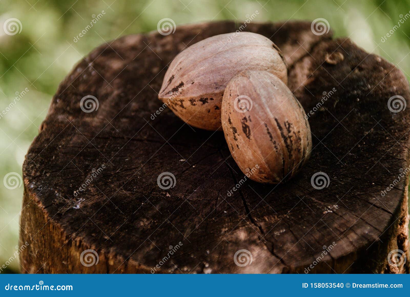 Pecan Nut on Wooden Log stock photo. Image of brown 158053540