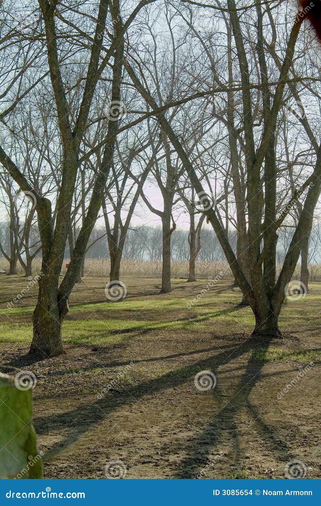 Pecan orchard stock photo. Image of pecan, farmland, back 3085654