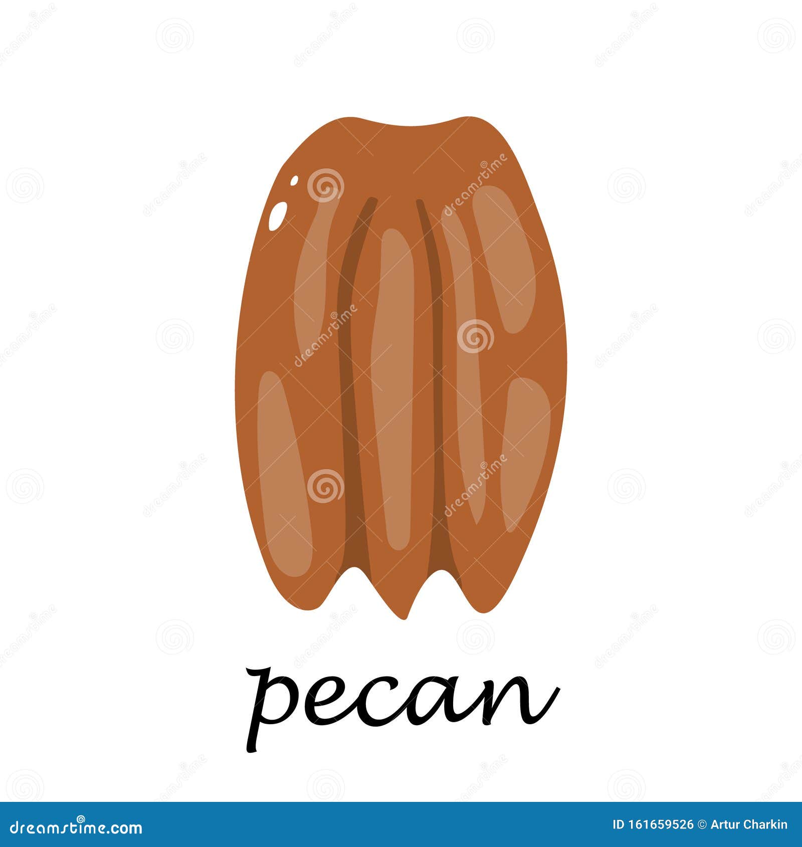 Pecan on White Background in Cartoon Style. Stock Vector - Illustration