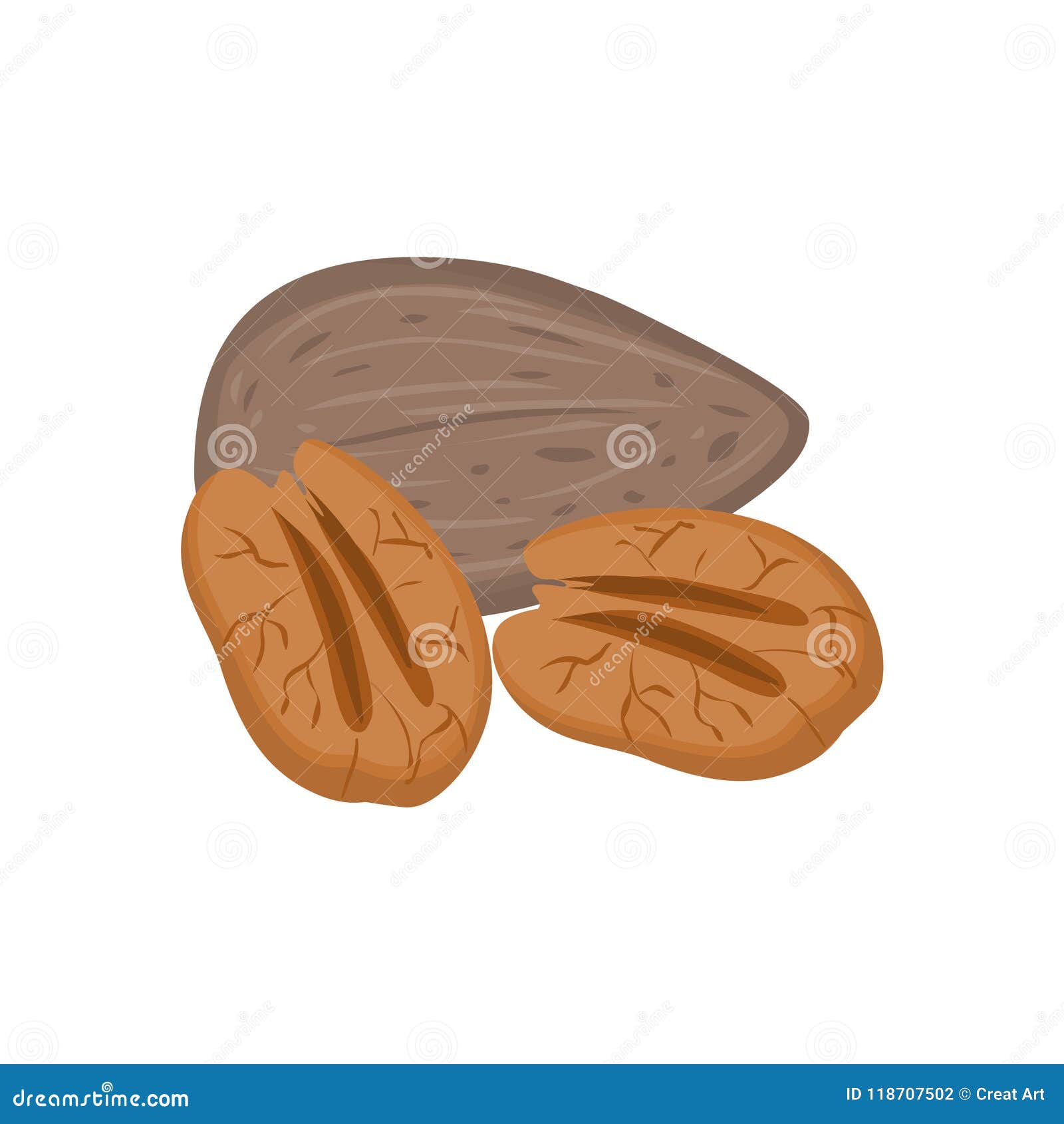 Pecans.Vector Illustration of Pecans Stock Vector Illustration of