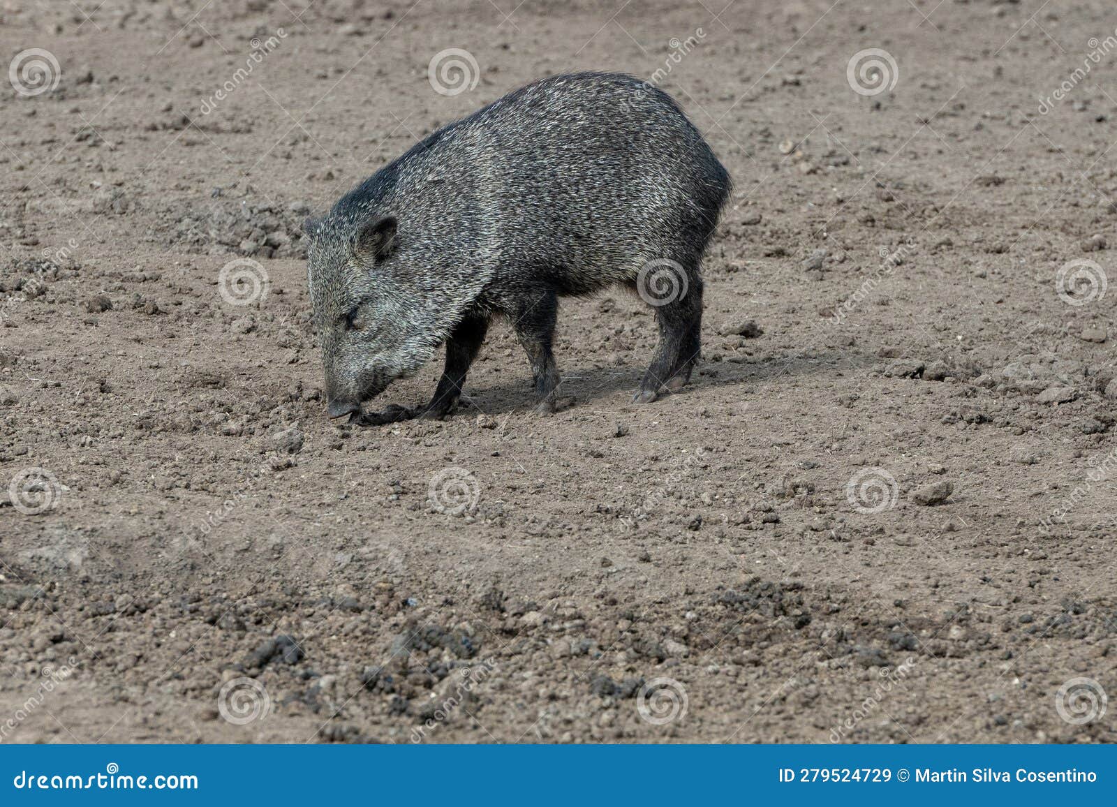 pecari or javelina or skunk pigs in the parque zoologico lecoq in the capital of montevideo in uruguay.