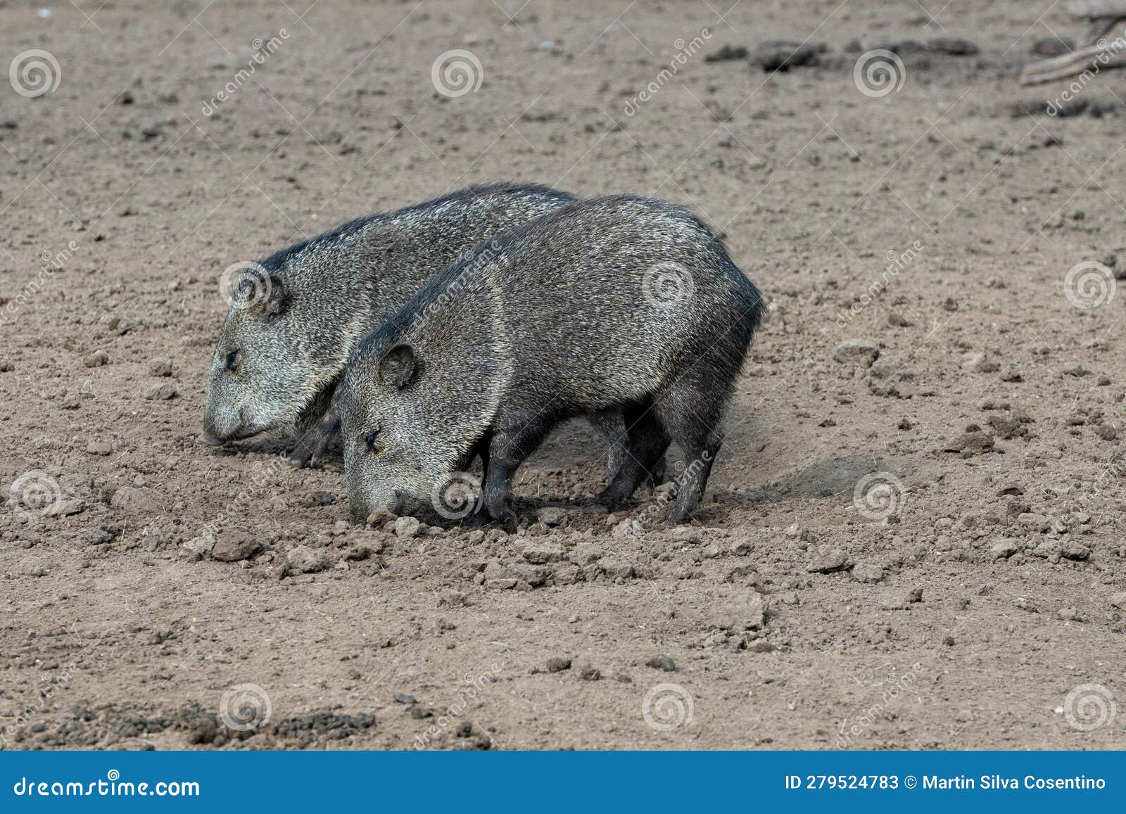 pecari or javelina or skunk pigs in the parque zoologico lecoq in the capital of montevideo in uruguay.
