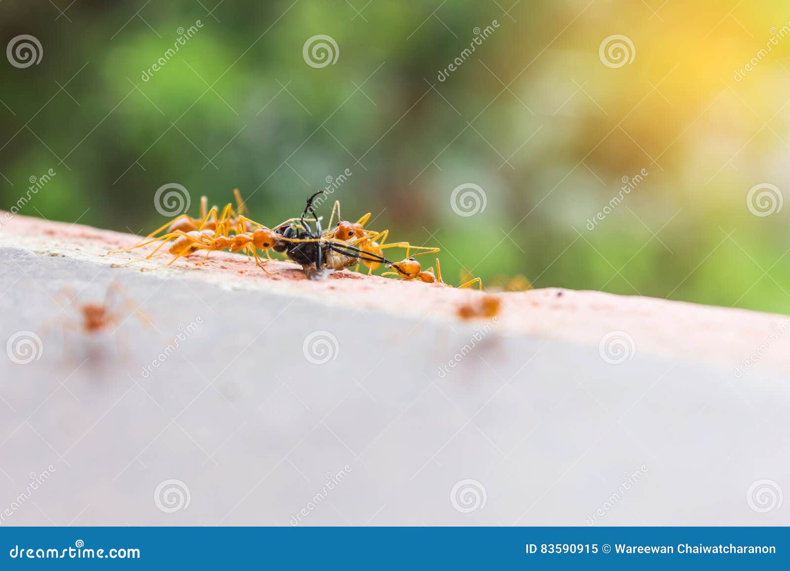 Pech komarnicy lub komarnica domu poświęcenie mrówki drużyną, luźny flyhouse