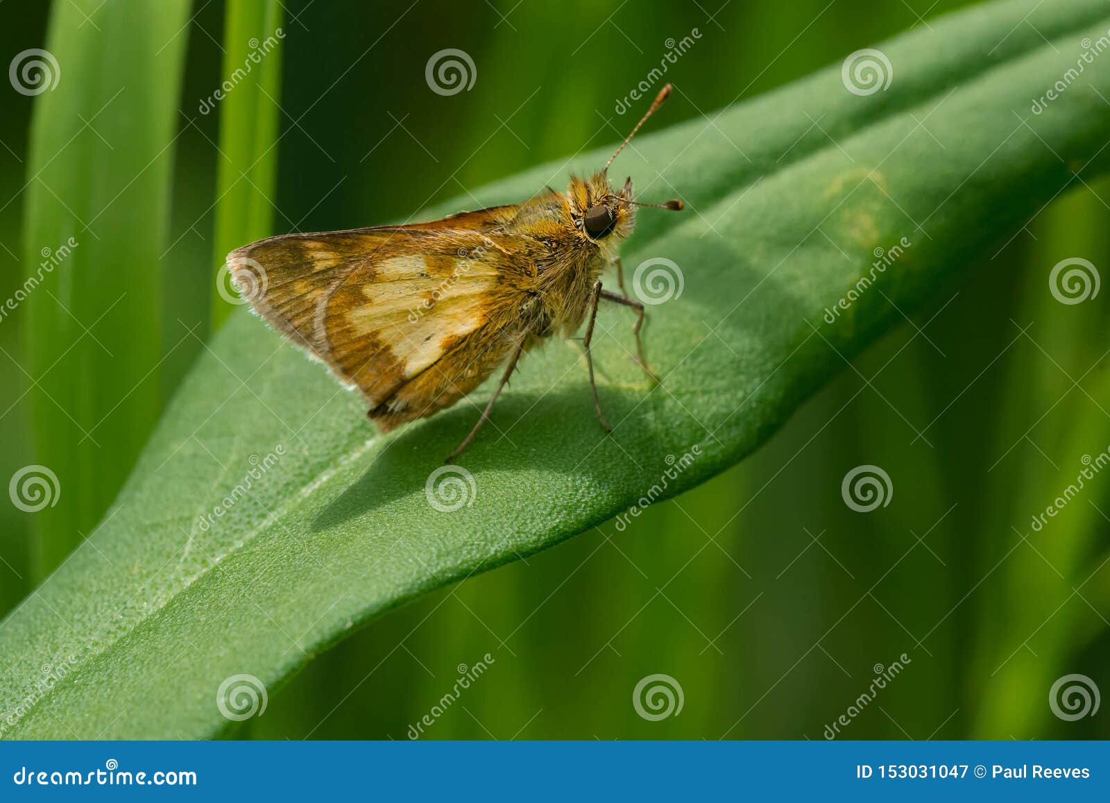 peck`s skipper butterfly - polites peckius