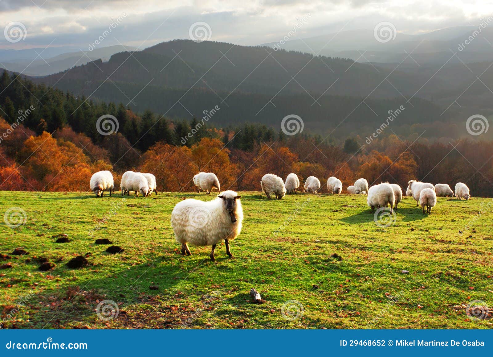 Bello paesaggio con la moltitudine di pecore al tramonto