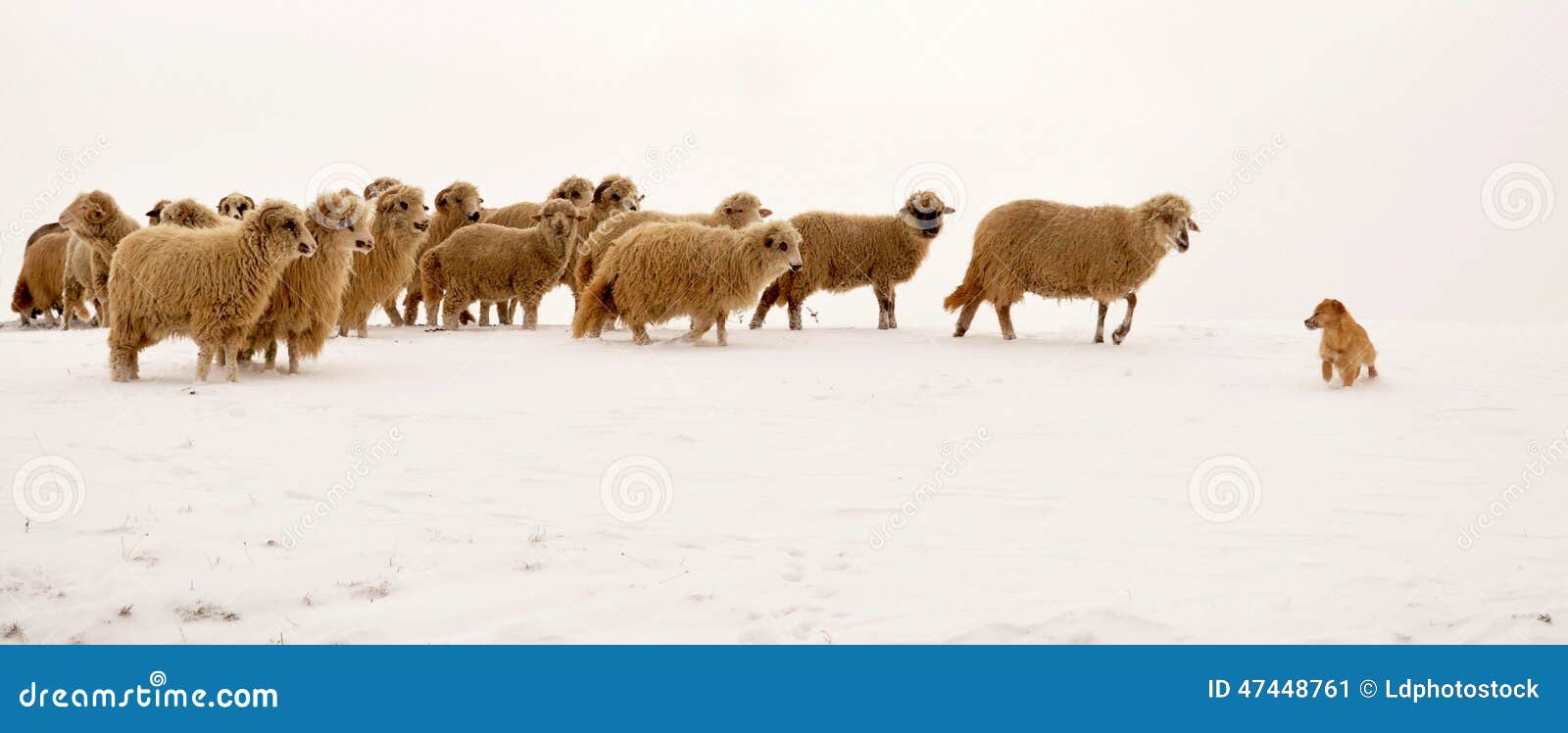 Pecore Che Conducono Un Cane Immagine Stock Immagine di paesaggio