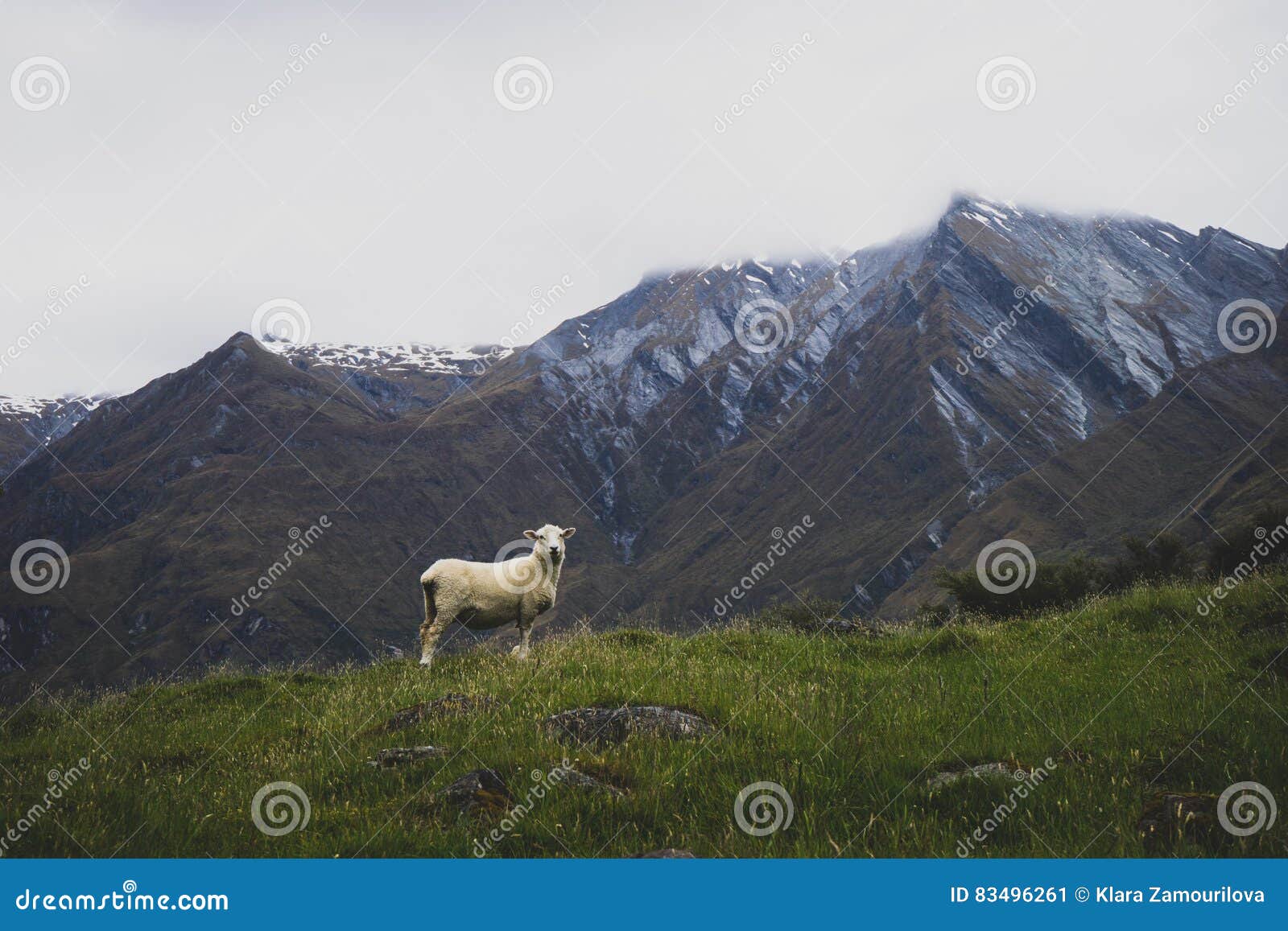 Pecore che stanno in montagne della Nuova Zelanda. Fotografia Colourful della natura della Nuova Zelanda
