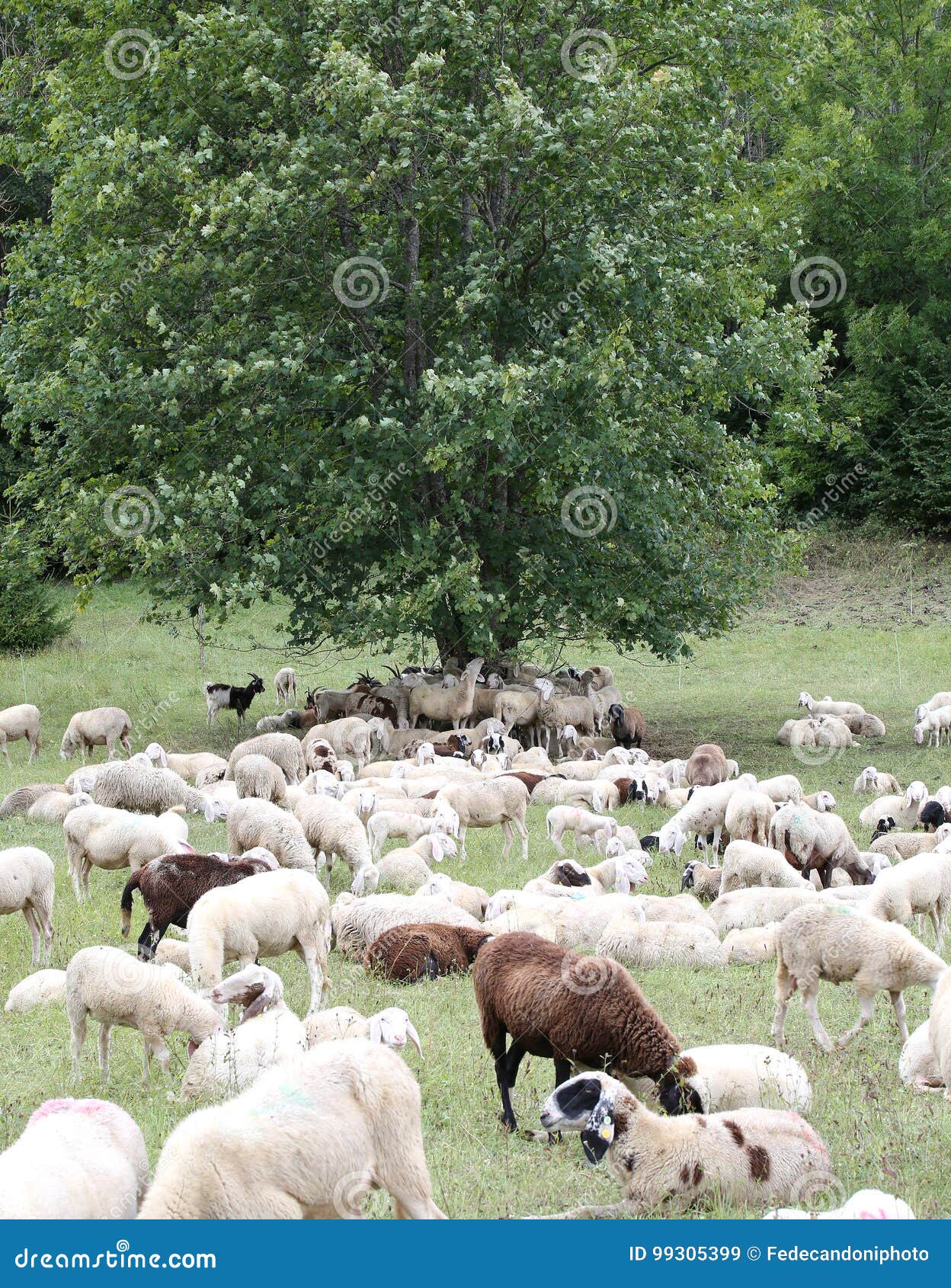 Pennelli Pelo Di Capra P.tonda - 10 Pezzi 10 Misure