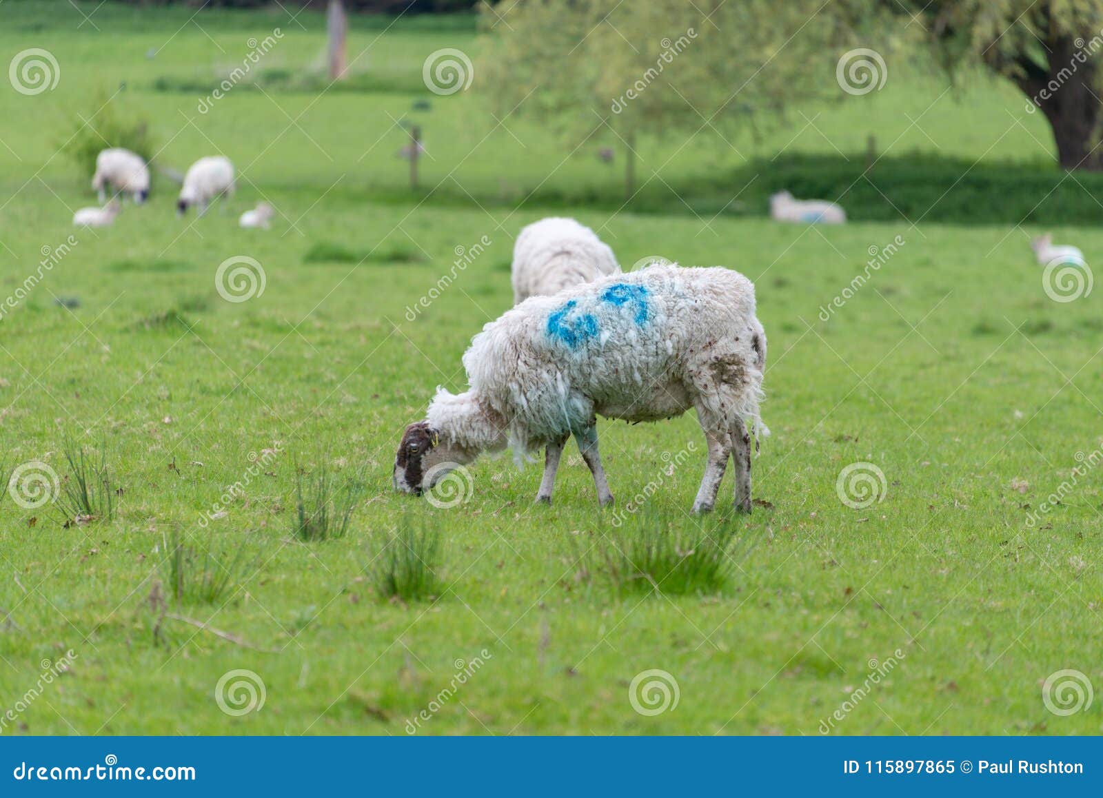 pecore-con-il-vello-irsuto-ed-numero-blu-115897865.jpg