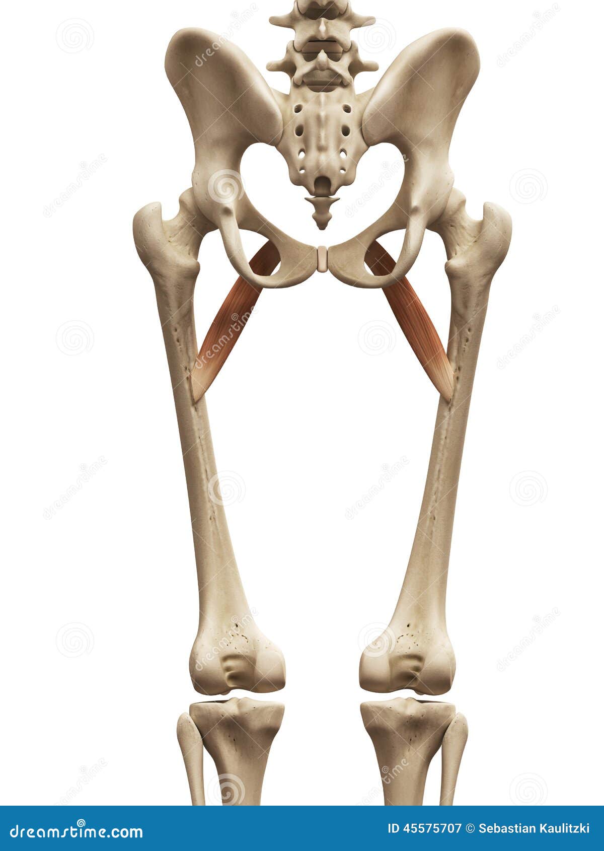 The pectineus stock illustration. Illustration of detail 45575707