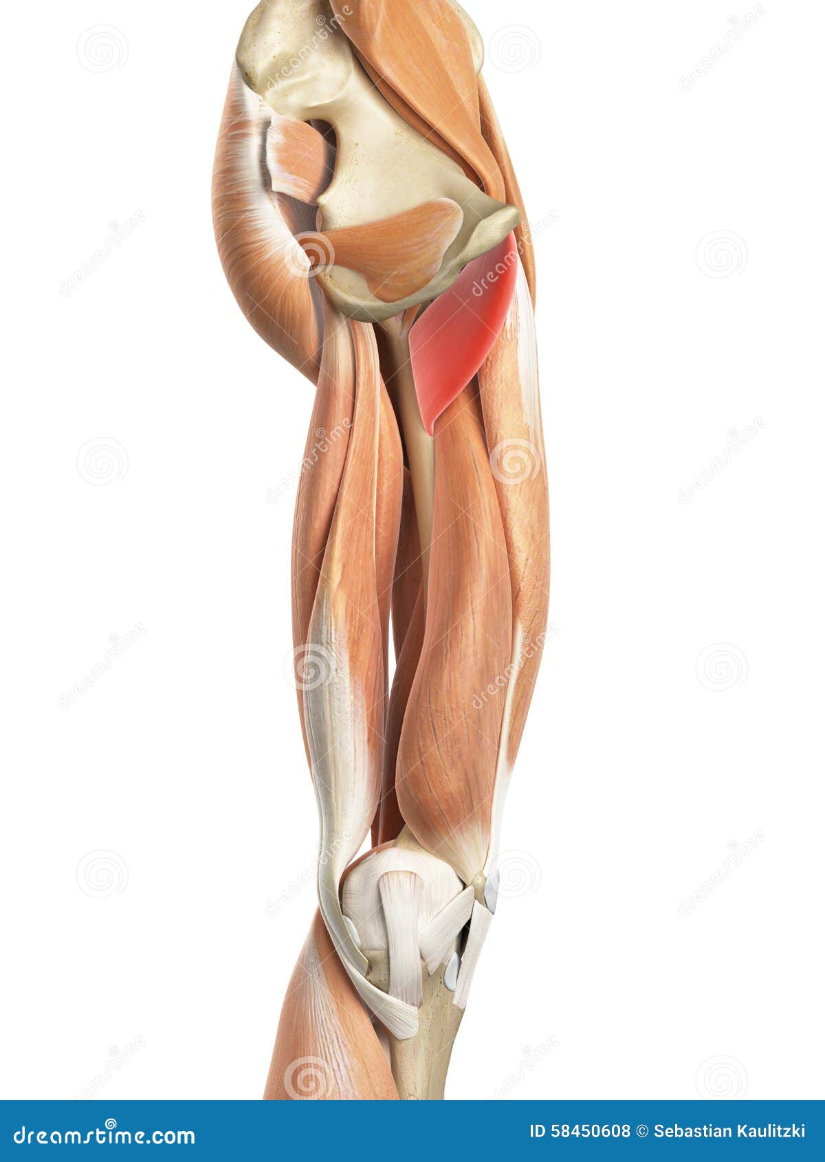 The pectineus stock illustration. Illustration of anatomical 58450608