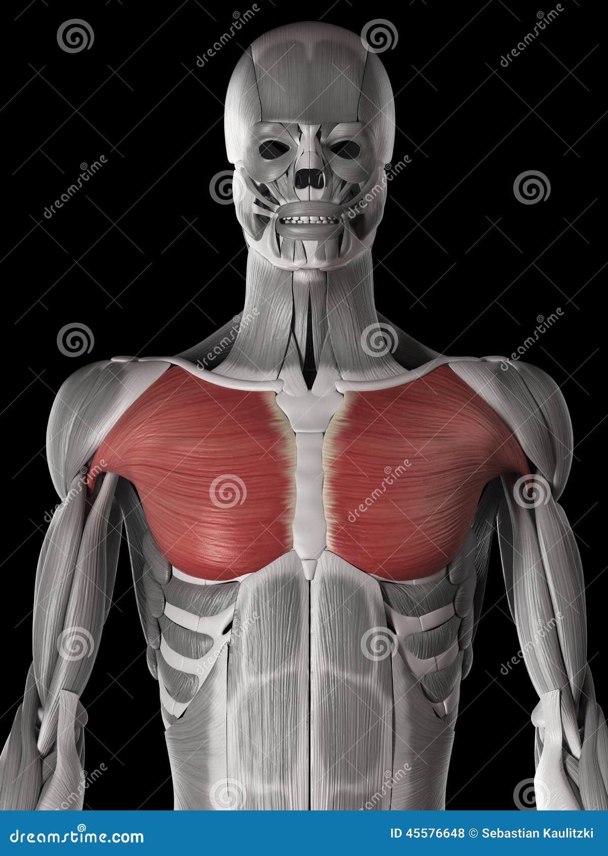 The pectoralis major stock illustration. Illustration of illustration