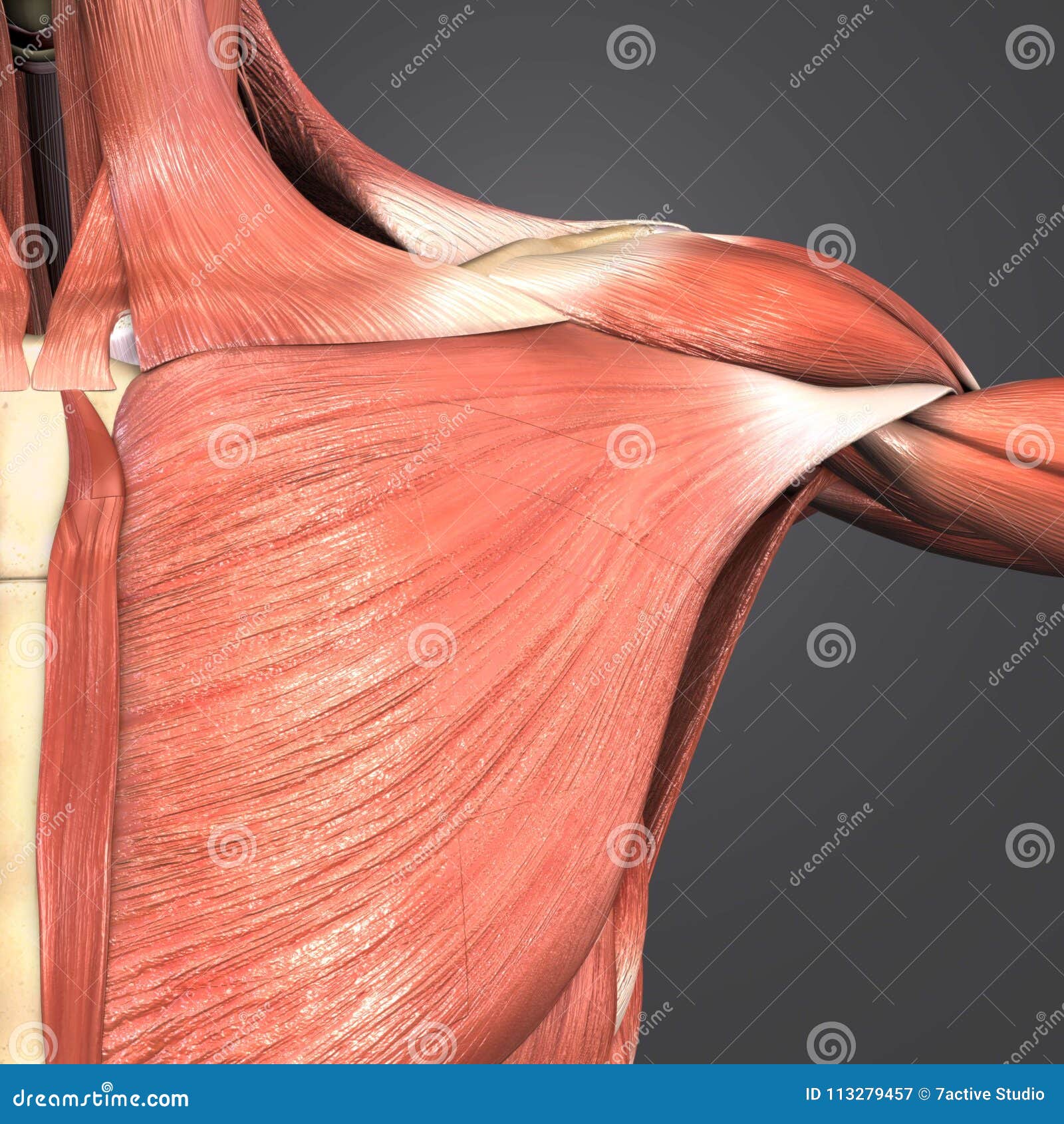 pectoralis major muscle