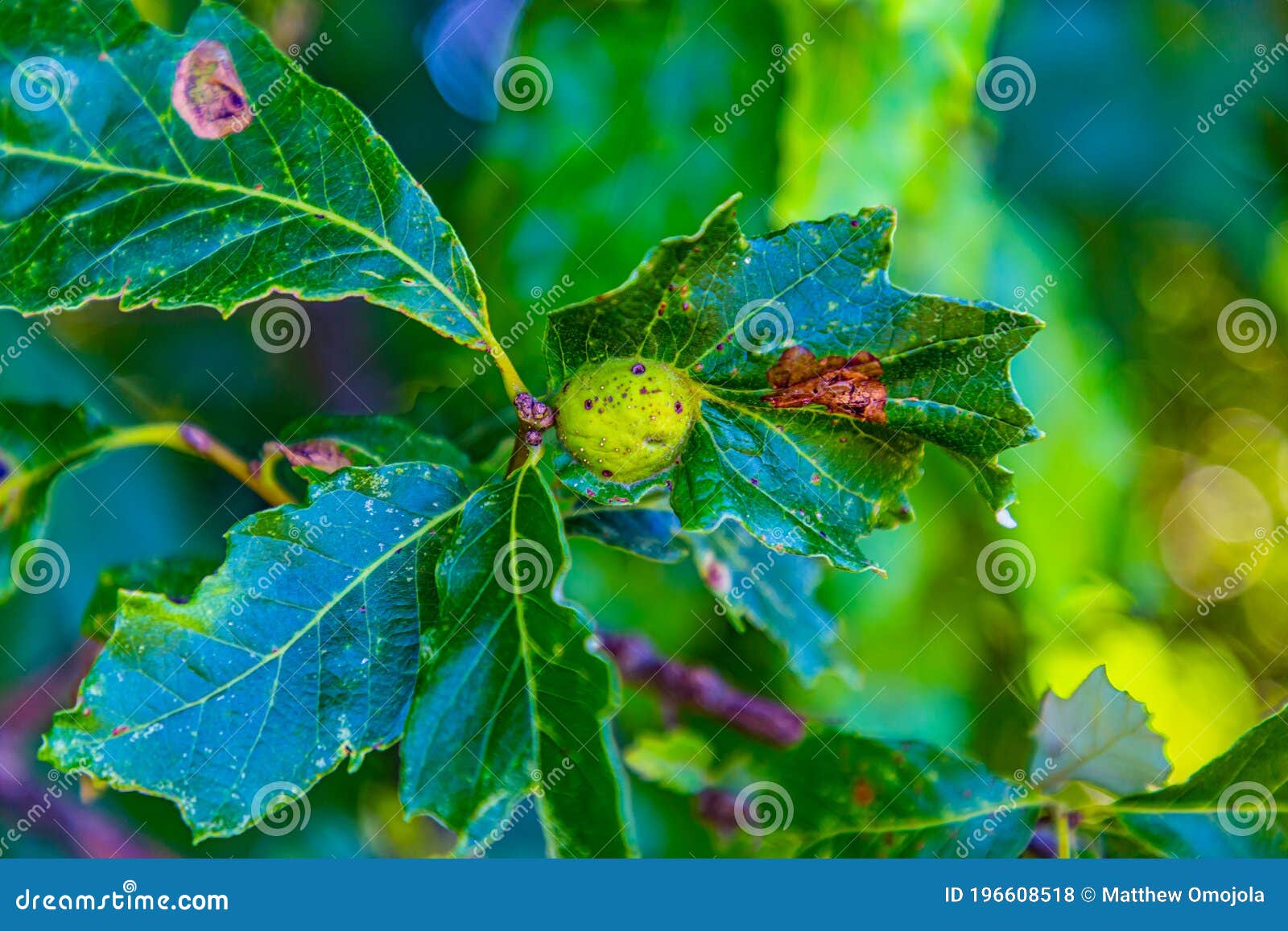 peculiar oak tree nodule on leaf