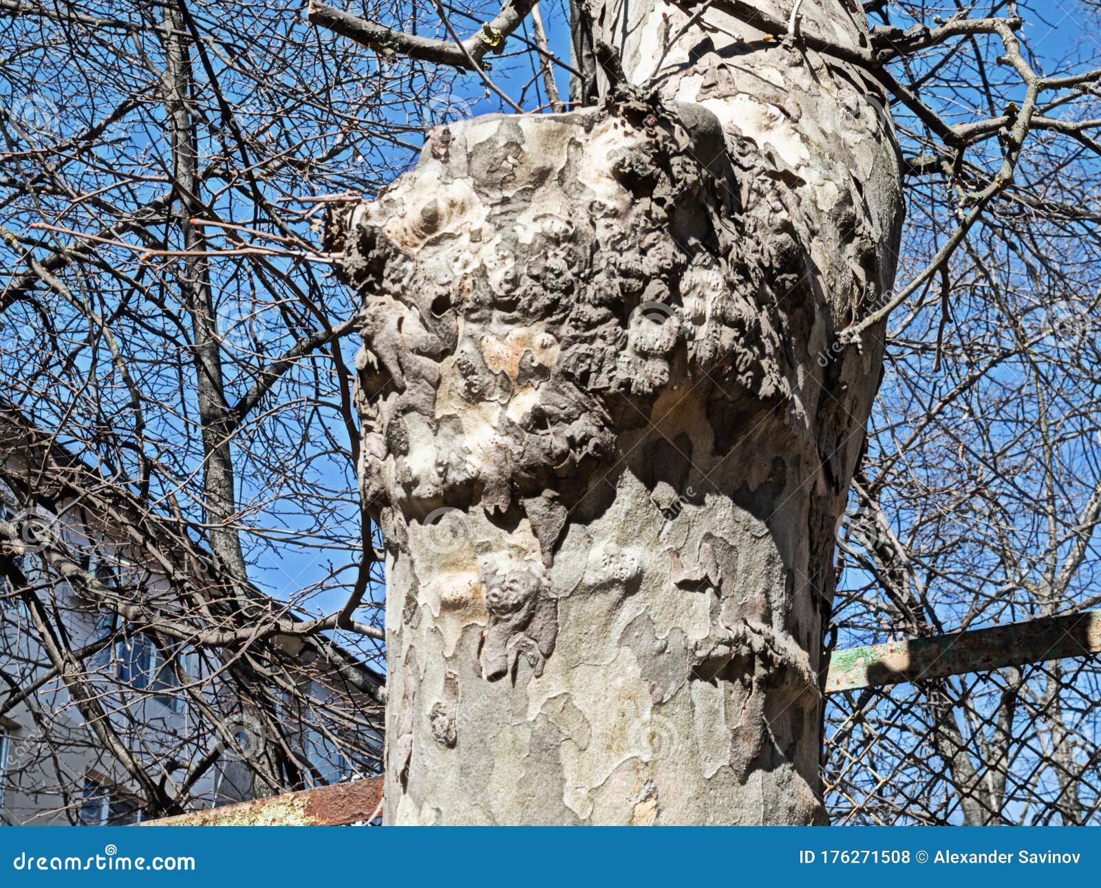 a peculiar outgrowth formed on the trunk of an old plane tree