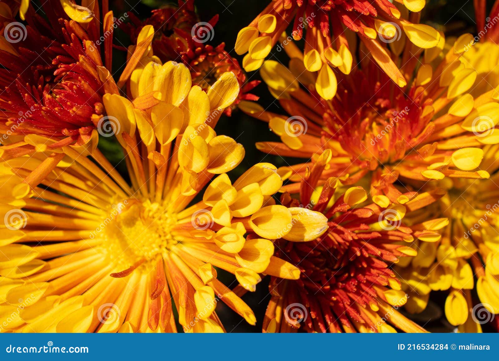 Bright Yellow, Orange and Red Flowers Filling the Frame. Floral
