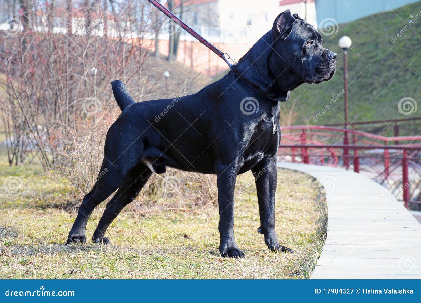 pedigree cane corso