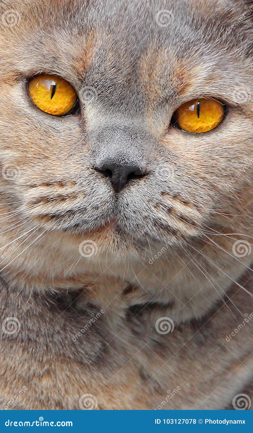 pedigree cat eyes