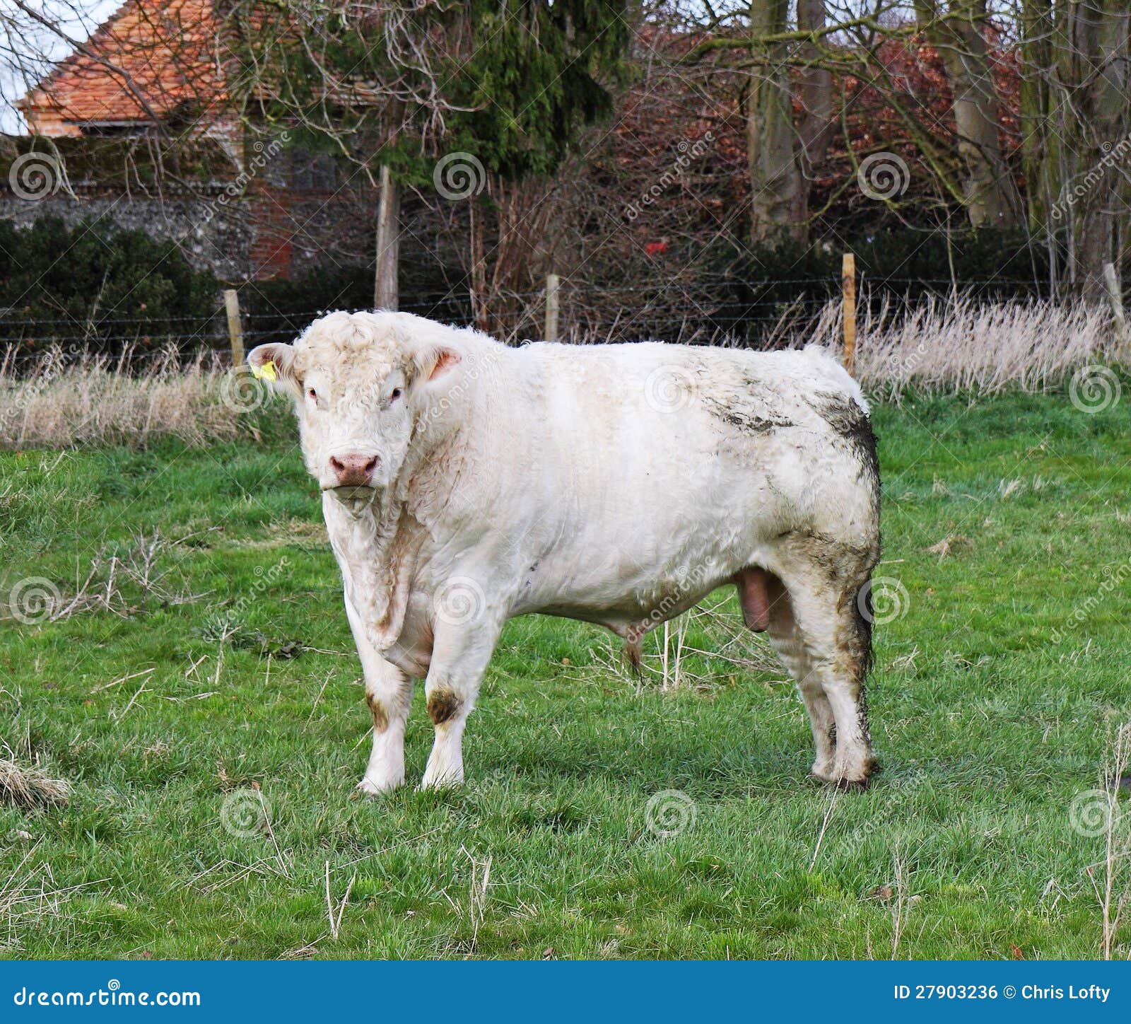 pedigree charolais bull in a field