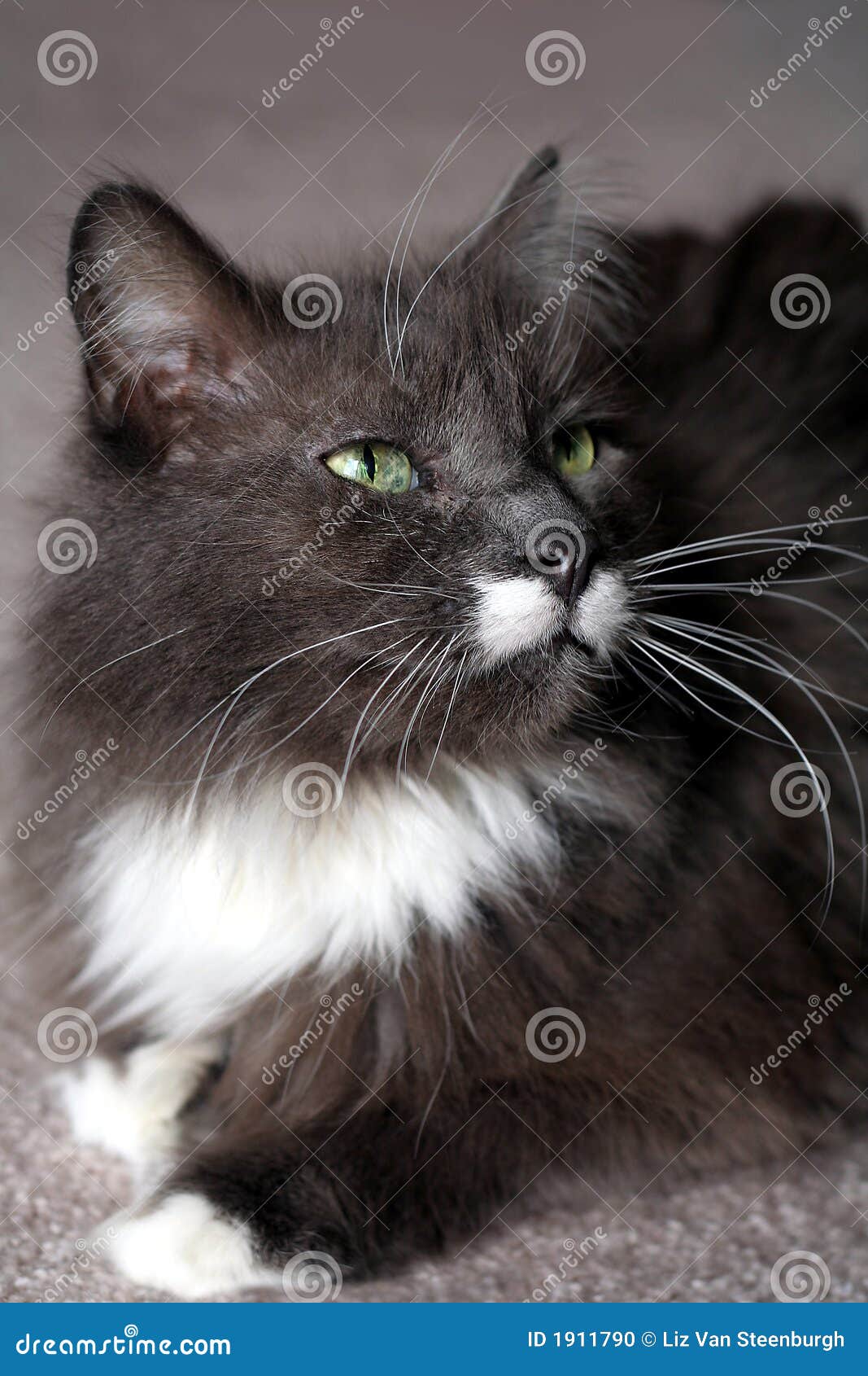 Gray and white pedigree Maine Coon cat with green eyes; selective focus