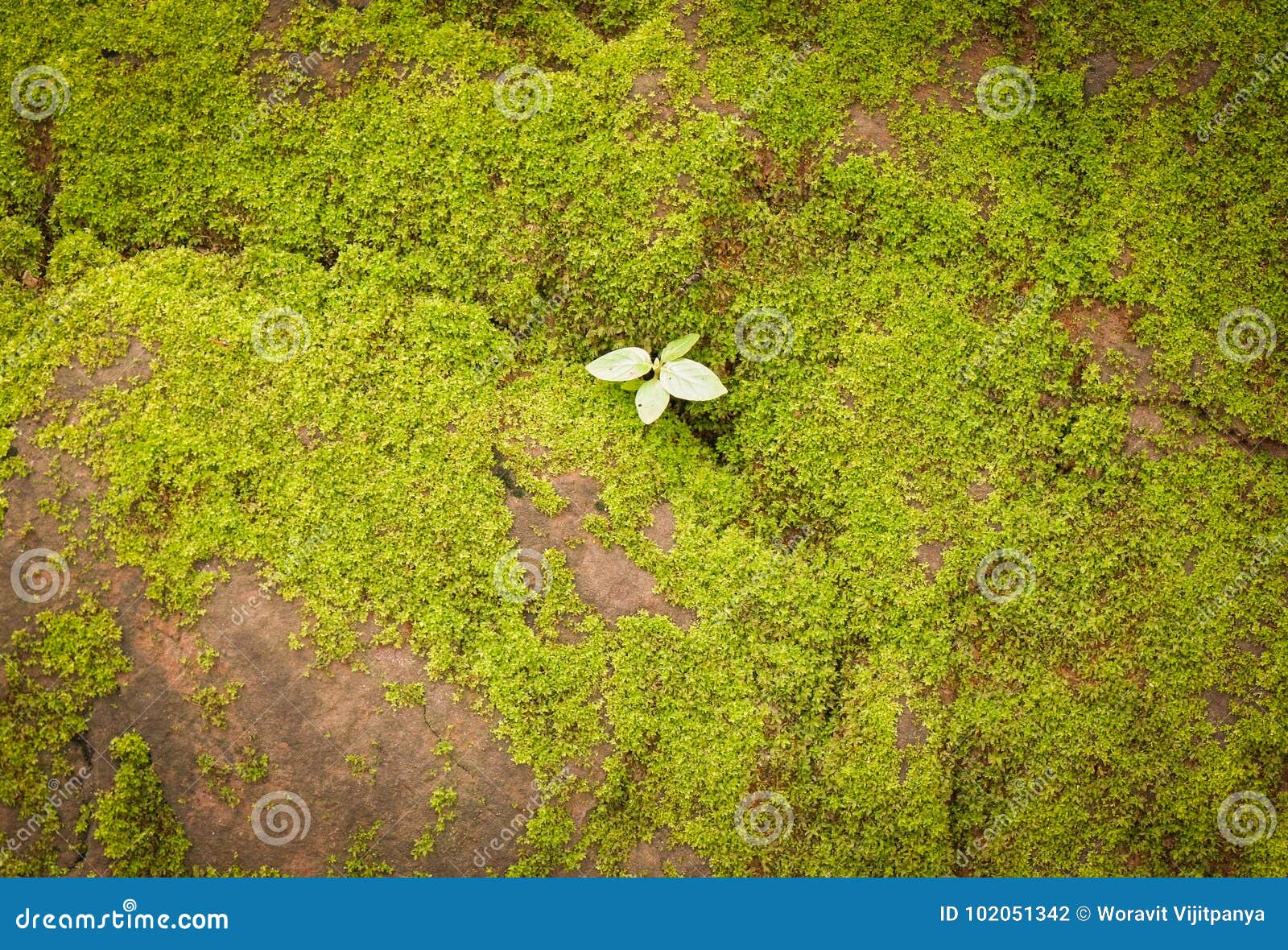 Pedra do MOS foto de stock. Imagem de pouco, musgo, terra - 102051342