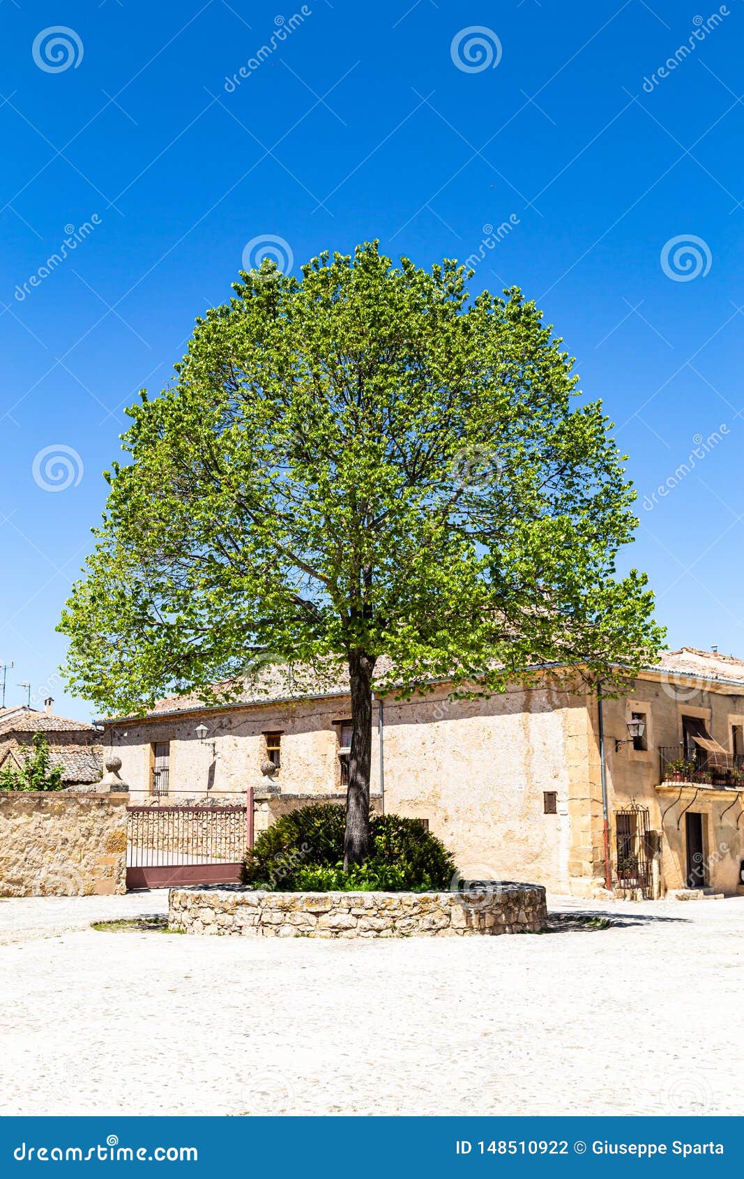 pedraza, castilla y leon, spain: a lonely tree in plaza del ganado.
