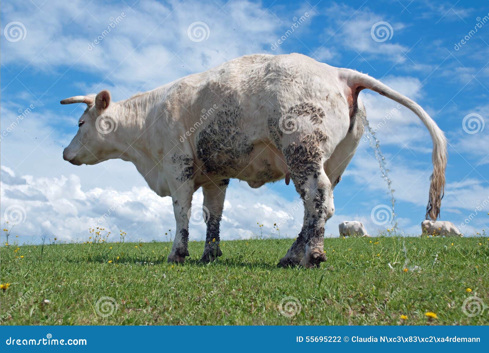 Peeing Cow Stock Photo Image 55695222