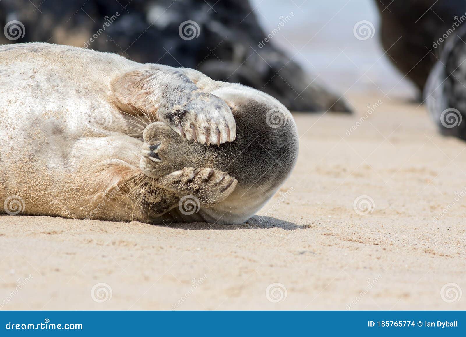 peekaboo. cute seal covering its eyes. funny animal meme image