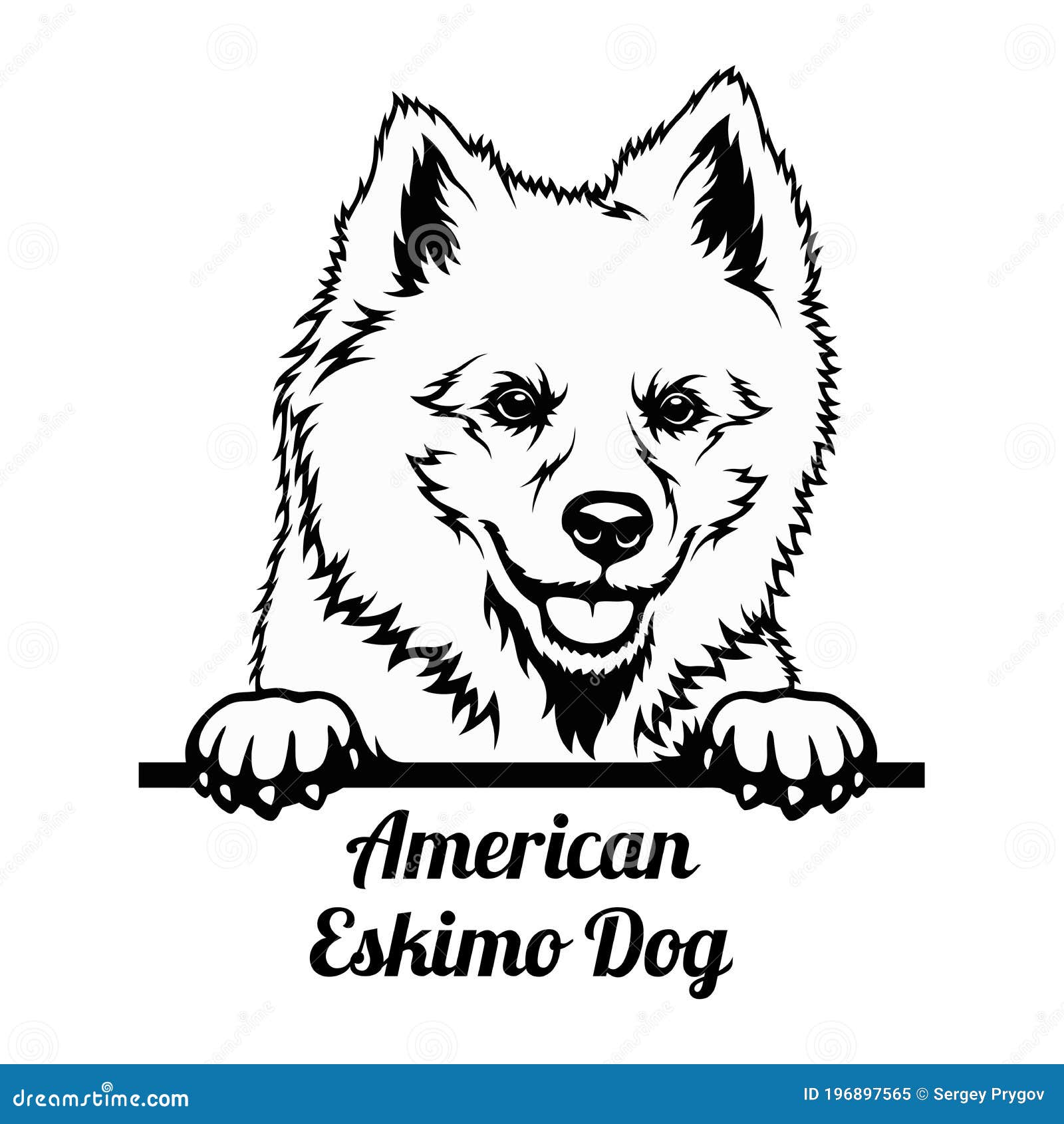 peeking dog - american eskimo dog breed - head  on white