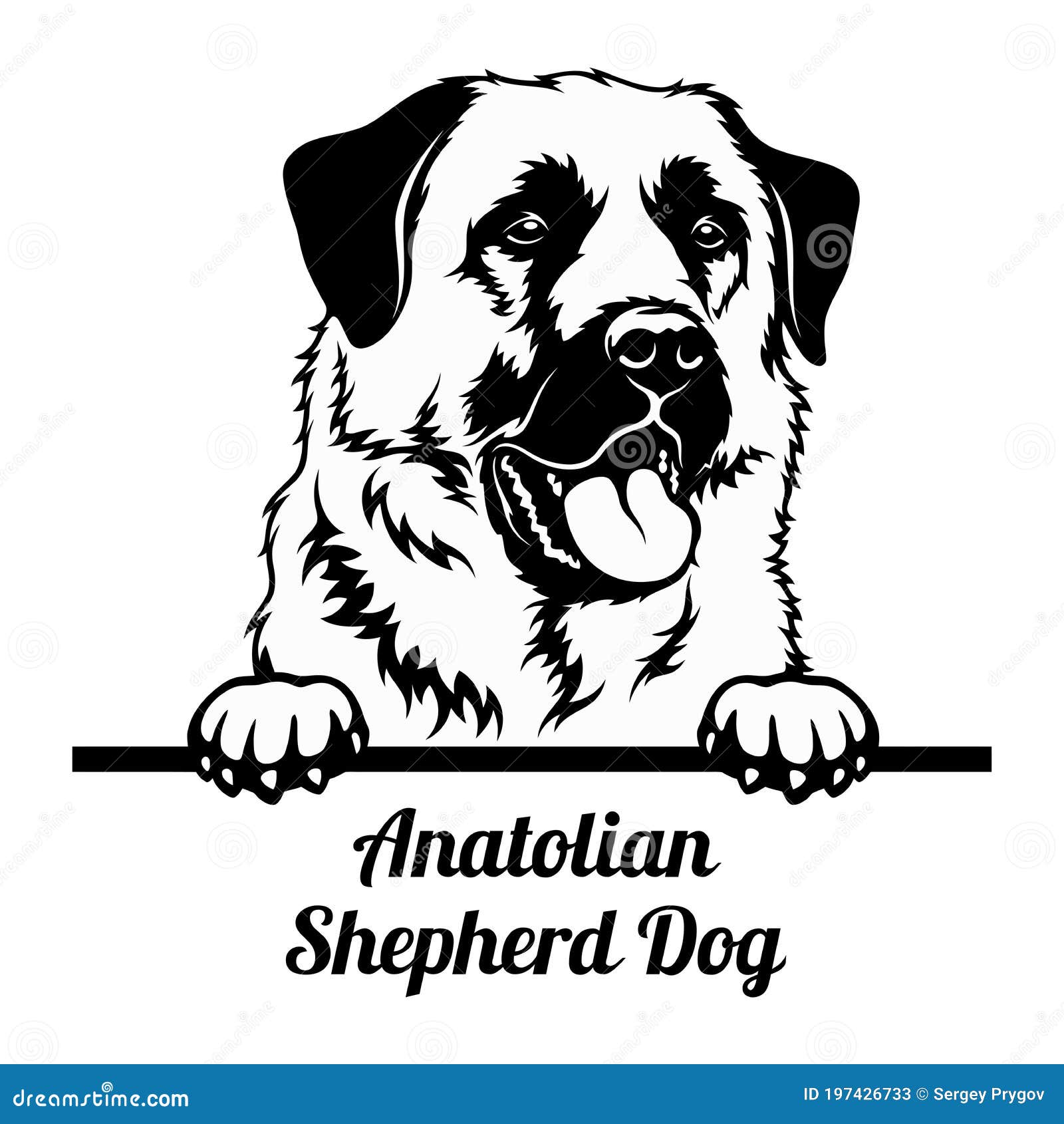 peeking dog - anatolian shepherd dog breed - head  on white