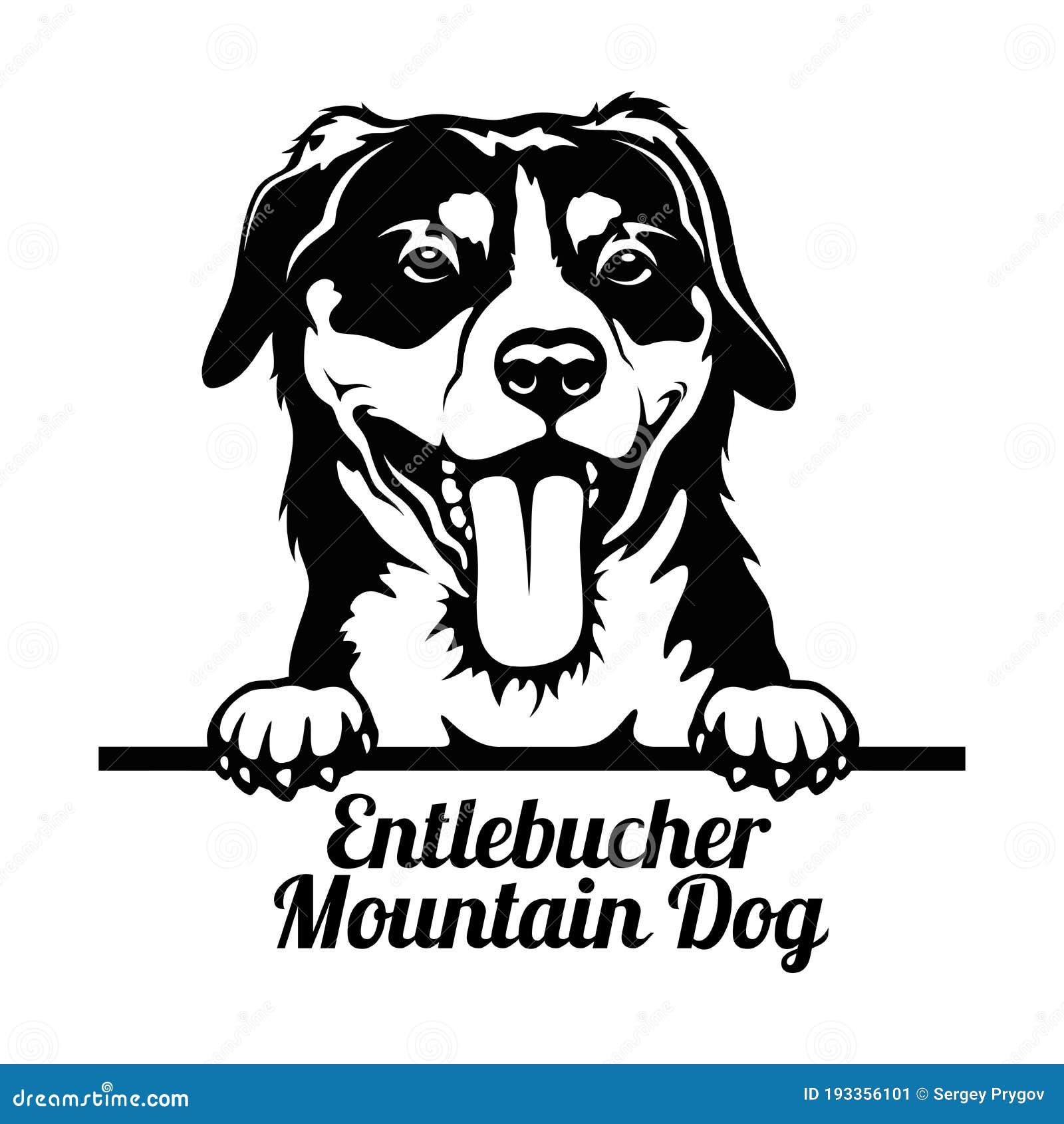 Peeking Dog - Entlebucher Mountain Dog Breed - Head Isolated on White ...