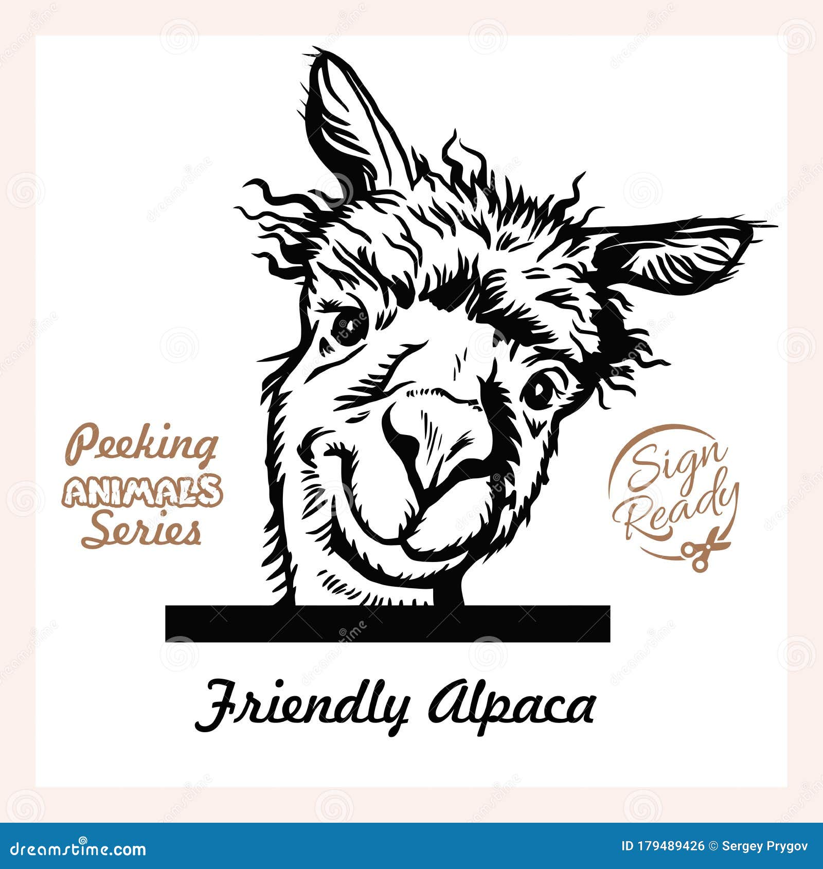 peeking funny alpaca - surprised alpaca peeking out - face head  on white -  stock