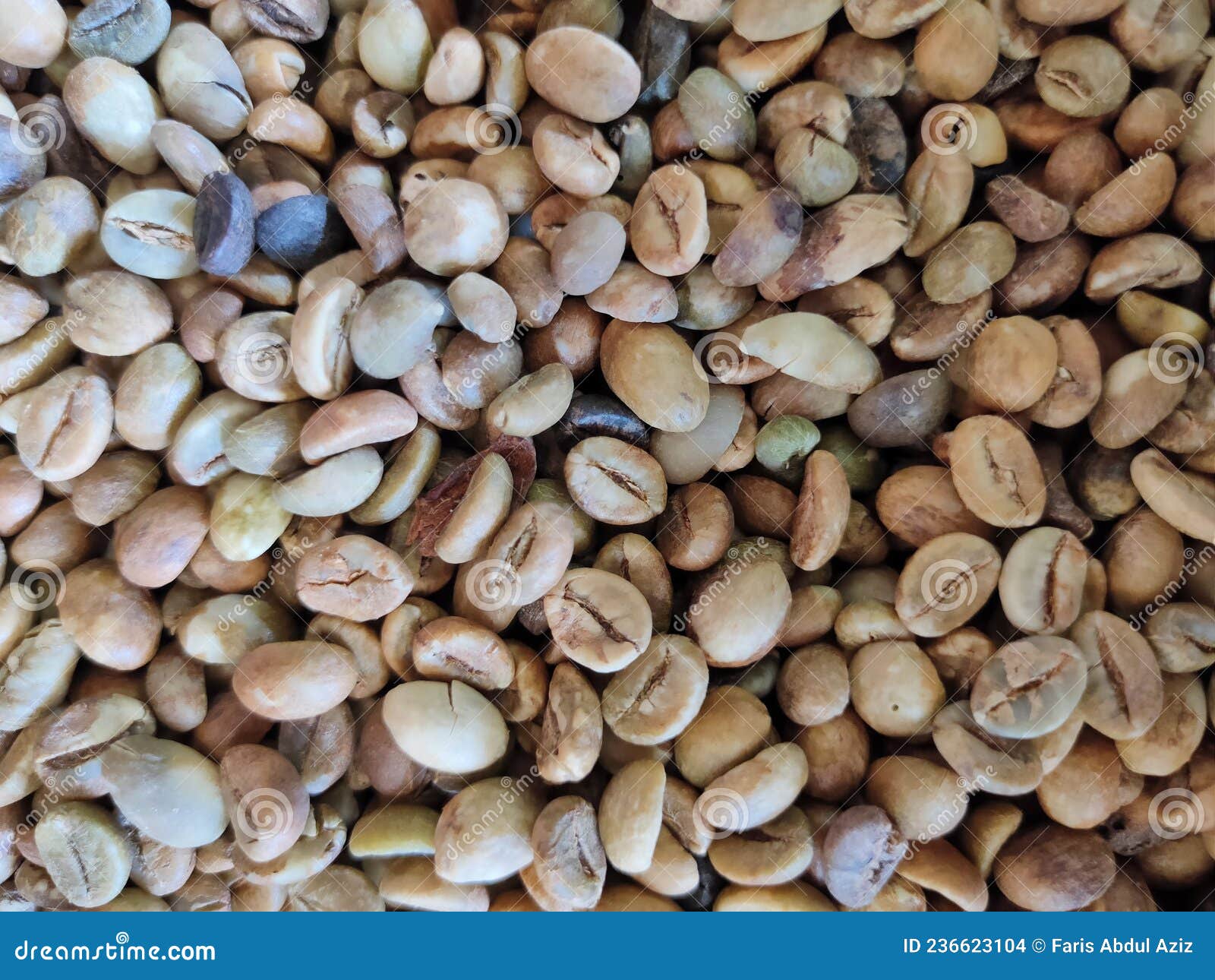 Peeled Coffee Beans and Not Roasted Stock Photo Image of pile
