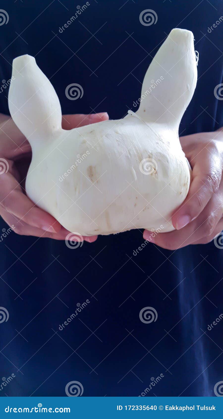 Peeled Jicama Shaped Like a Rabbit Stock Photo Image of fresh